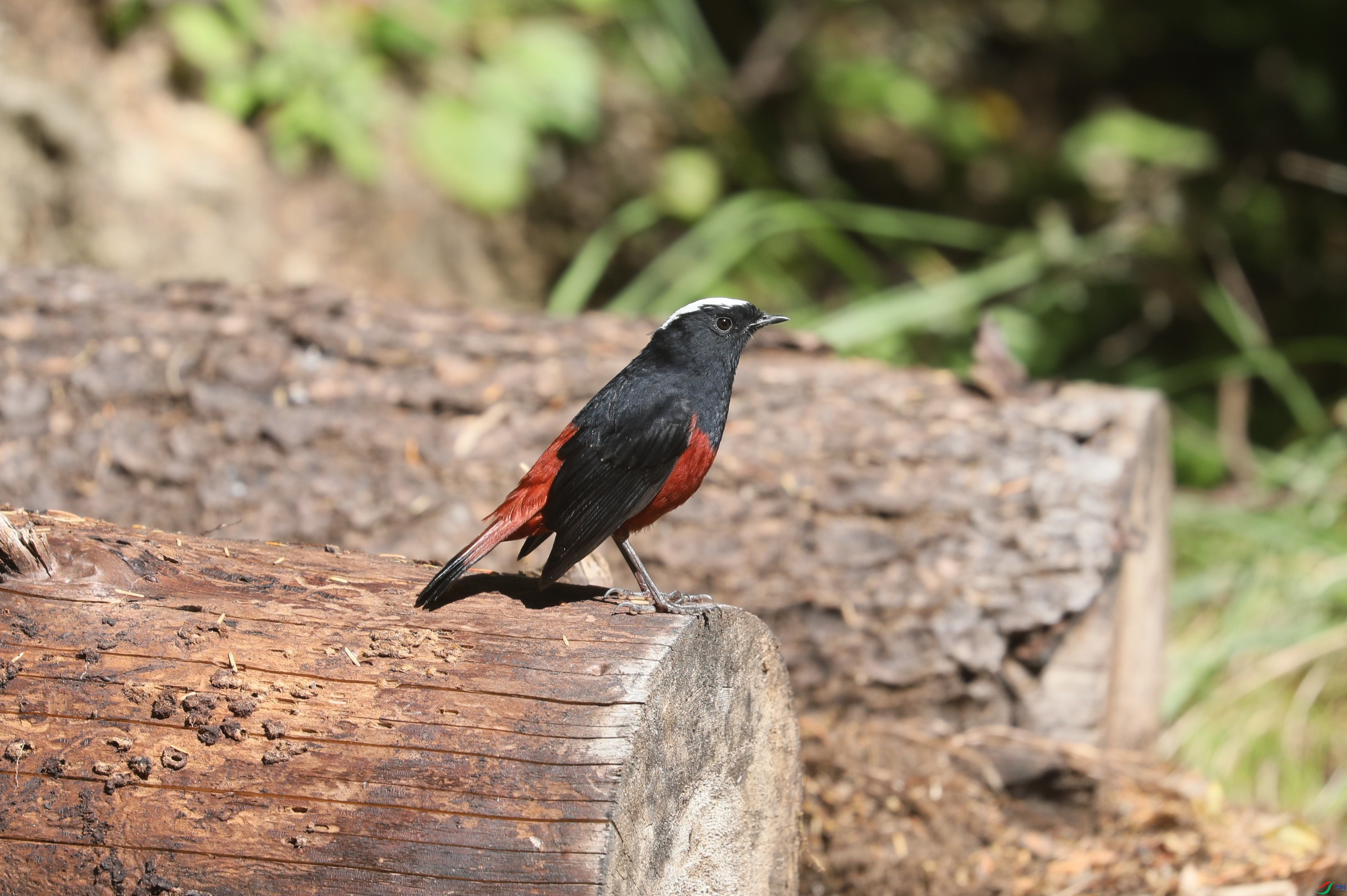 BL7A0672.JPG