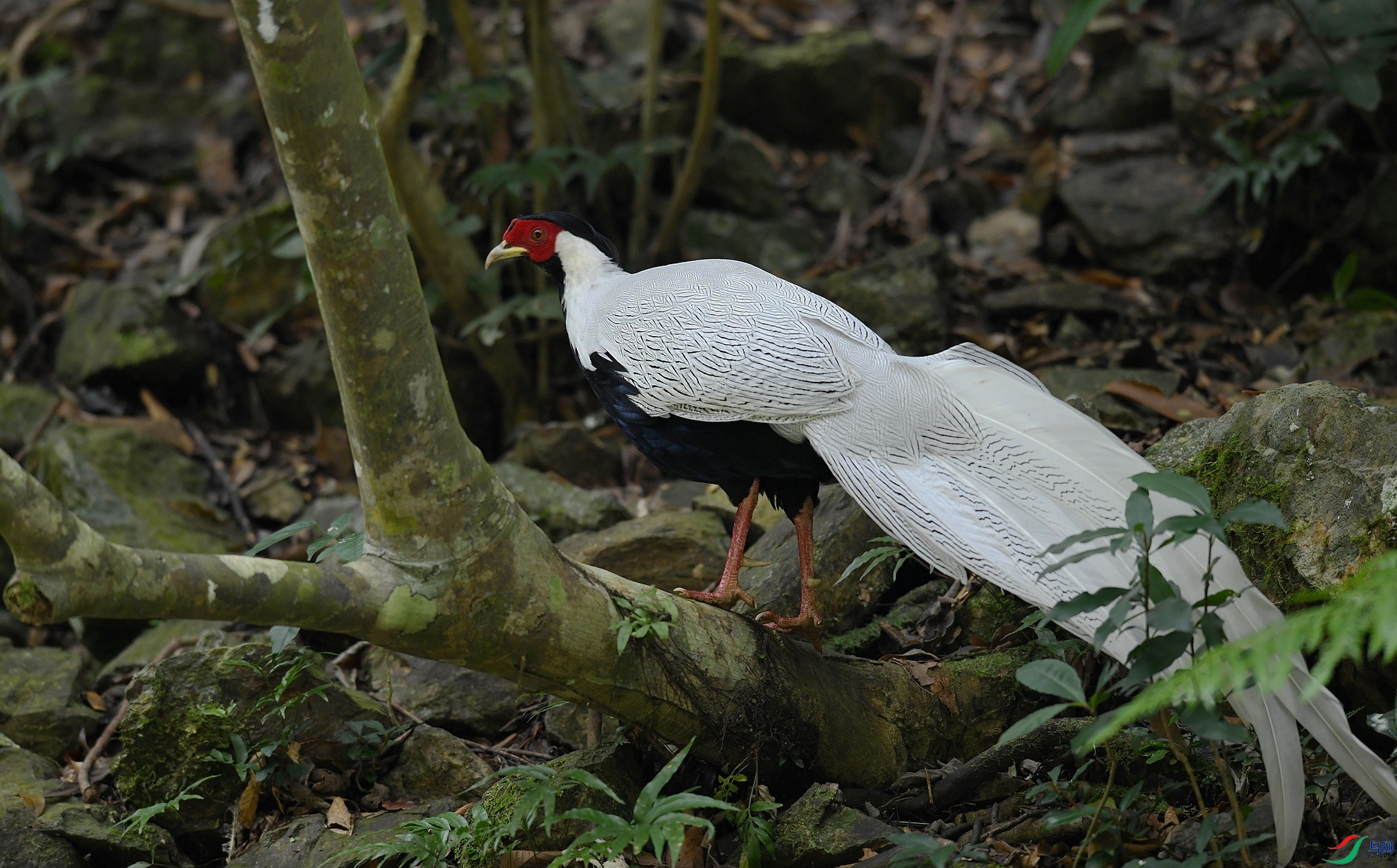 DSC_1729.jpg