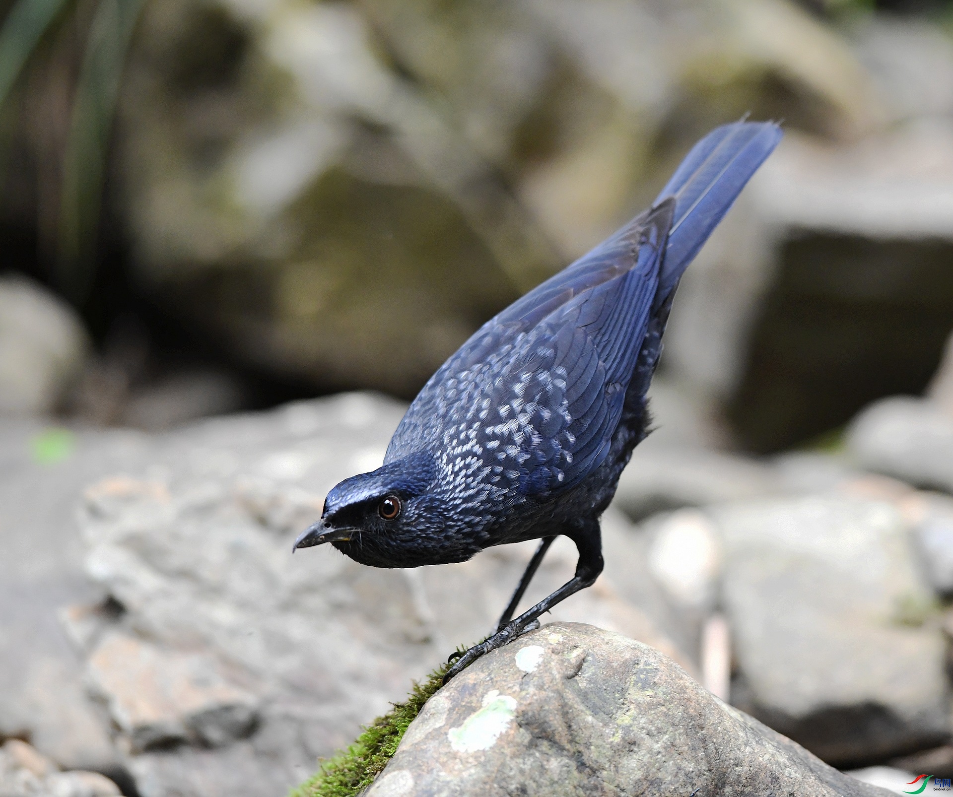 DSC_2669.jpg