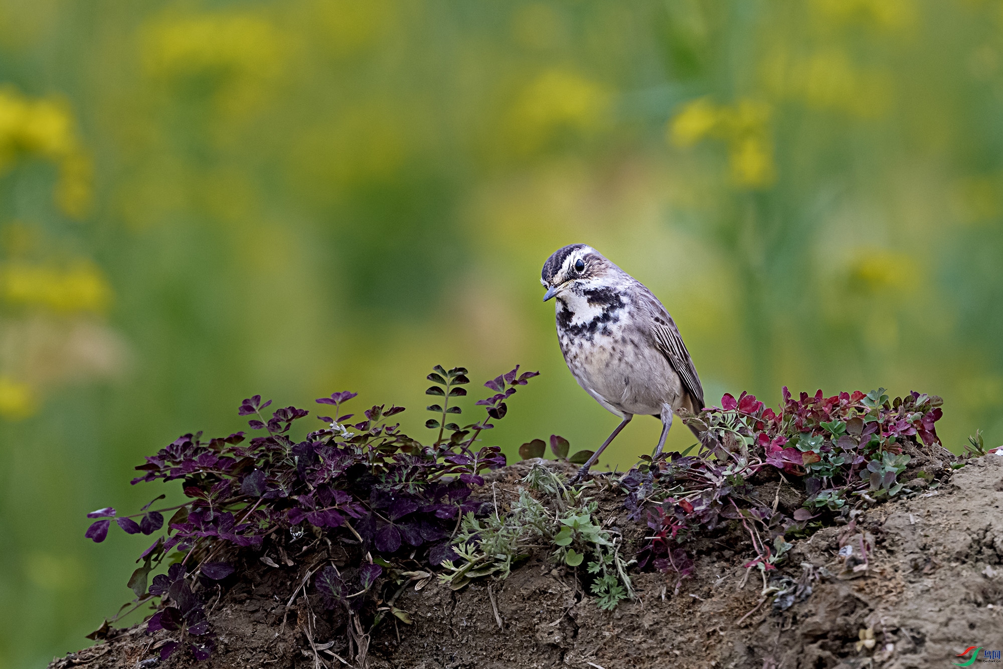 DSC_8363.jpg