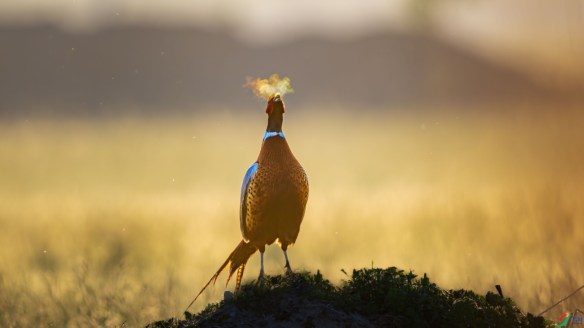 3_XXL1181-����ǿ-NR-1 2.jpeg