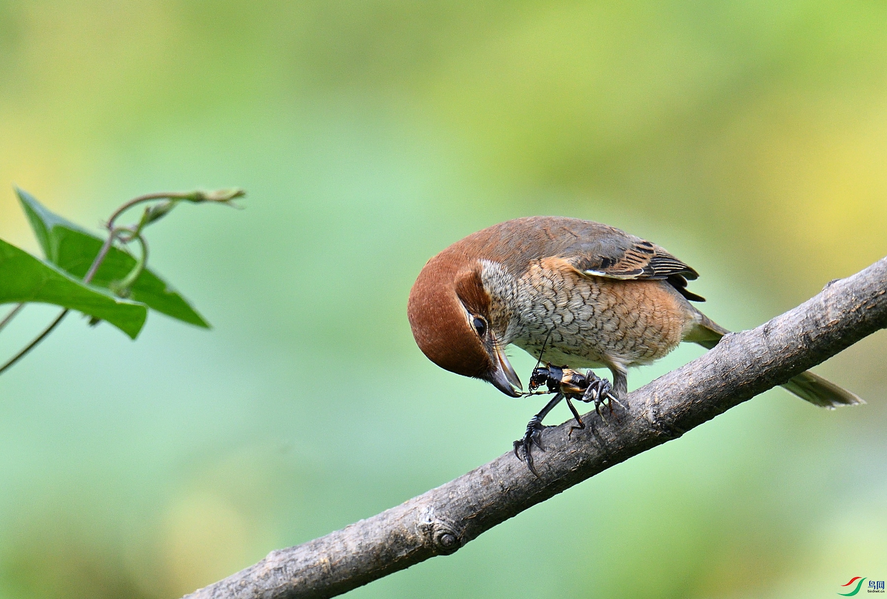 DSC_6077.JPG