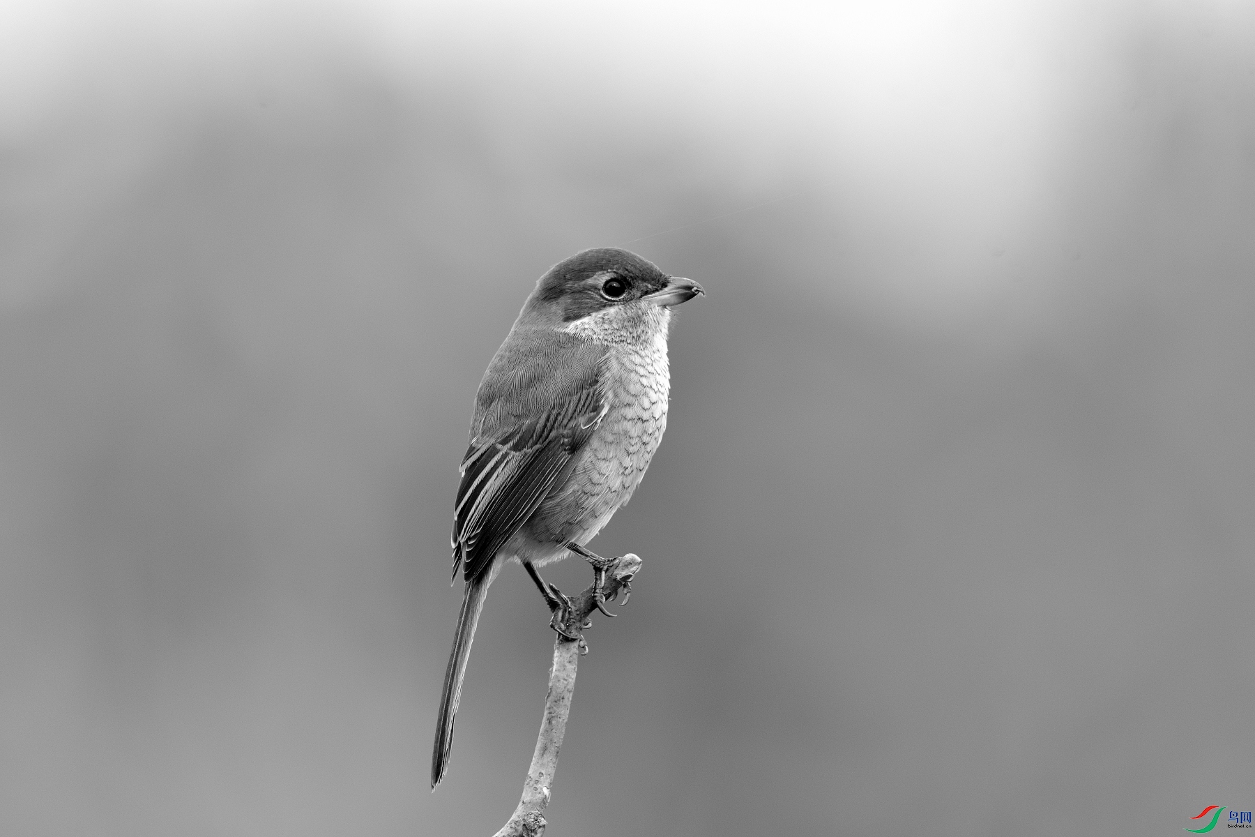 DSC_5878.JPG