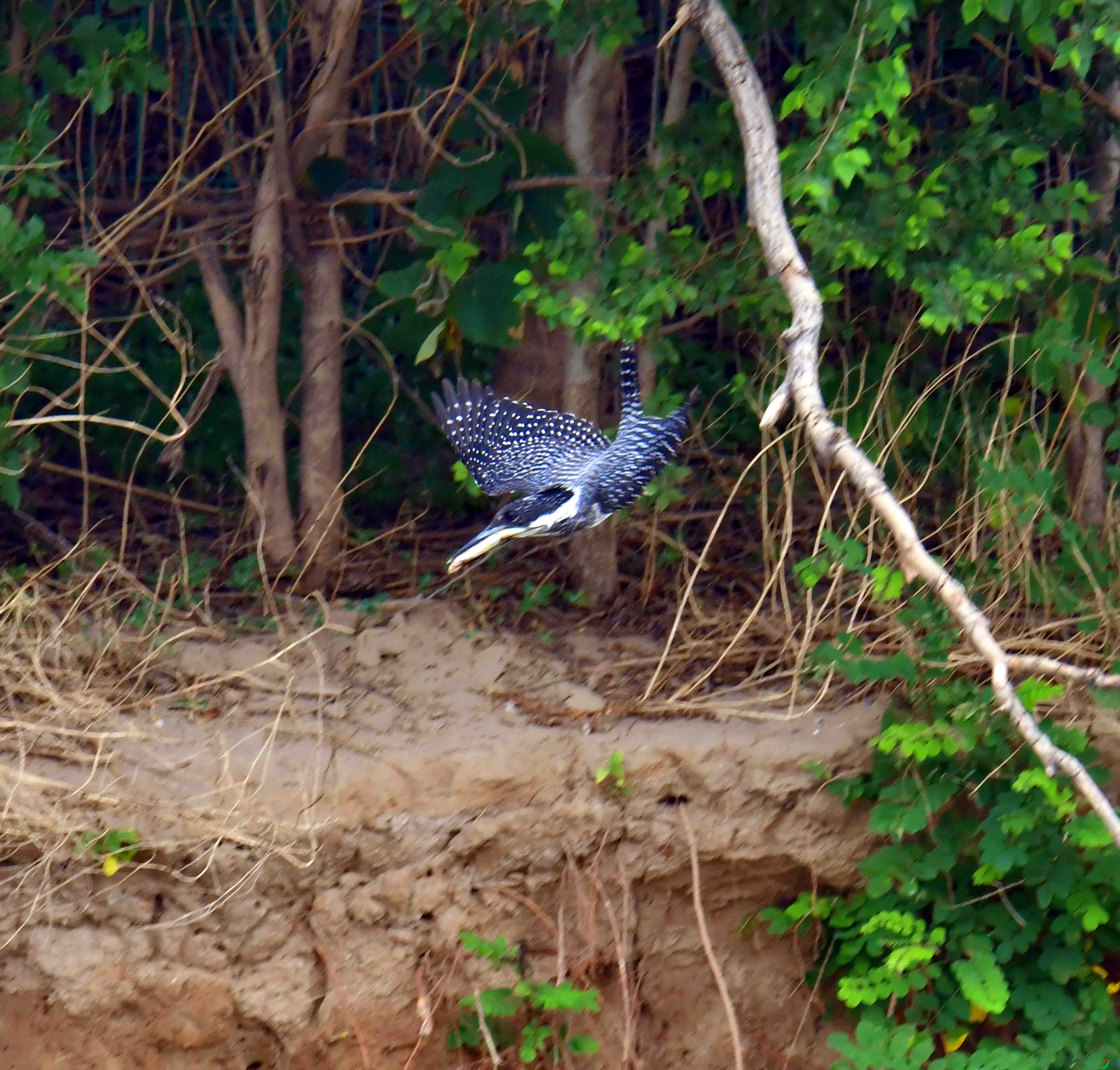 DSC_0205.JPG