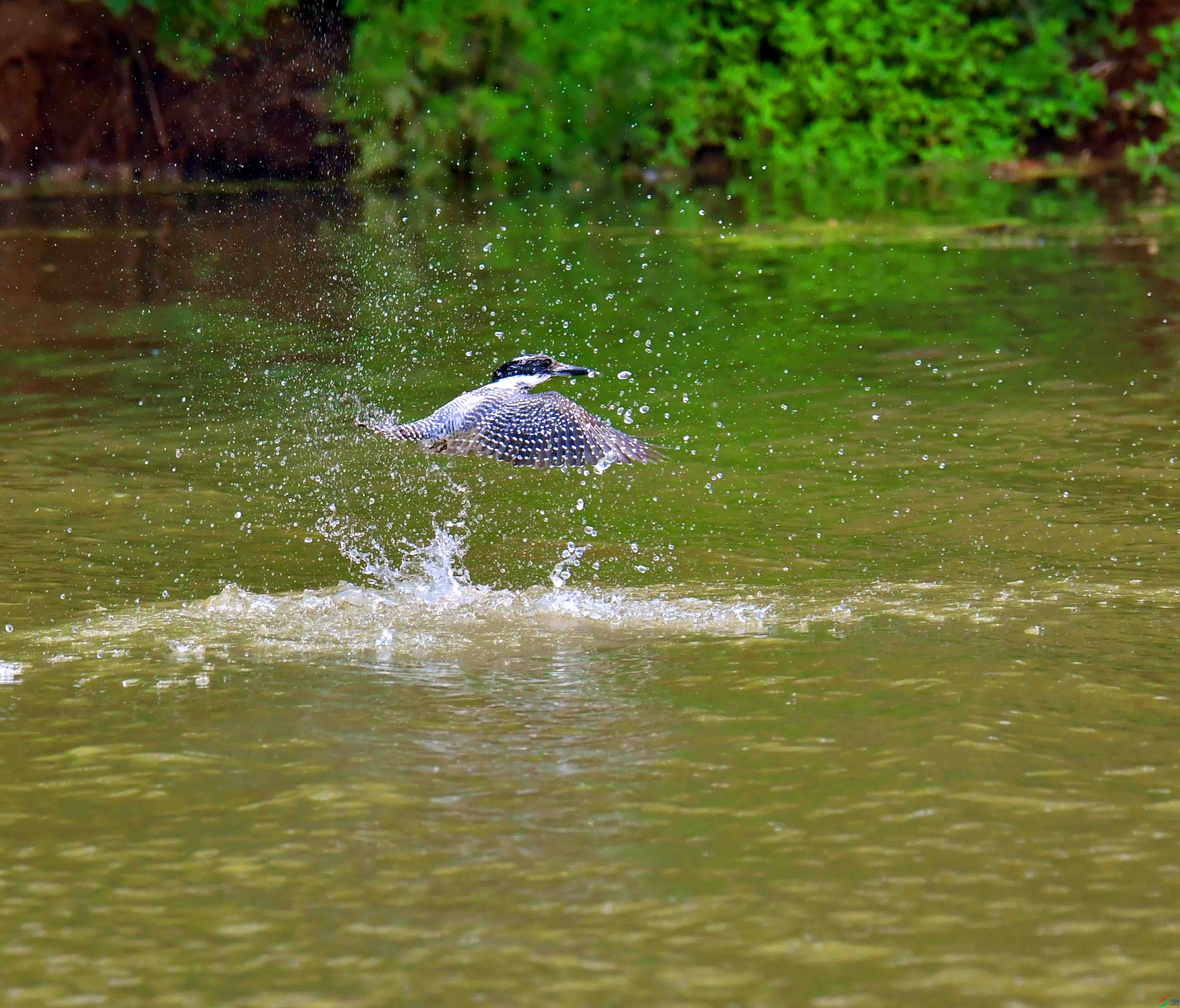 DSC_0236.JPG