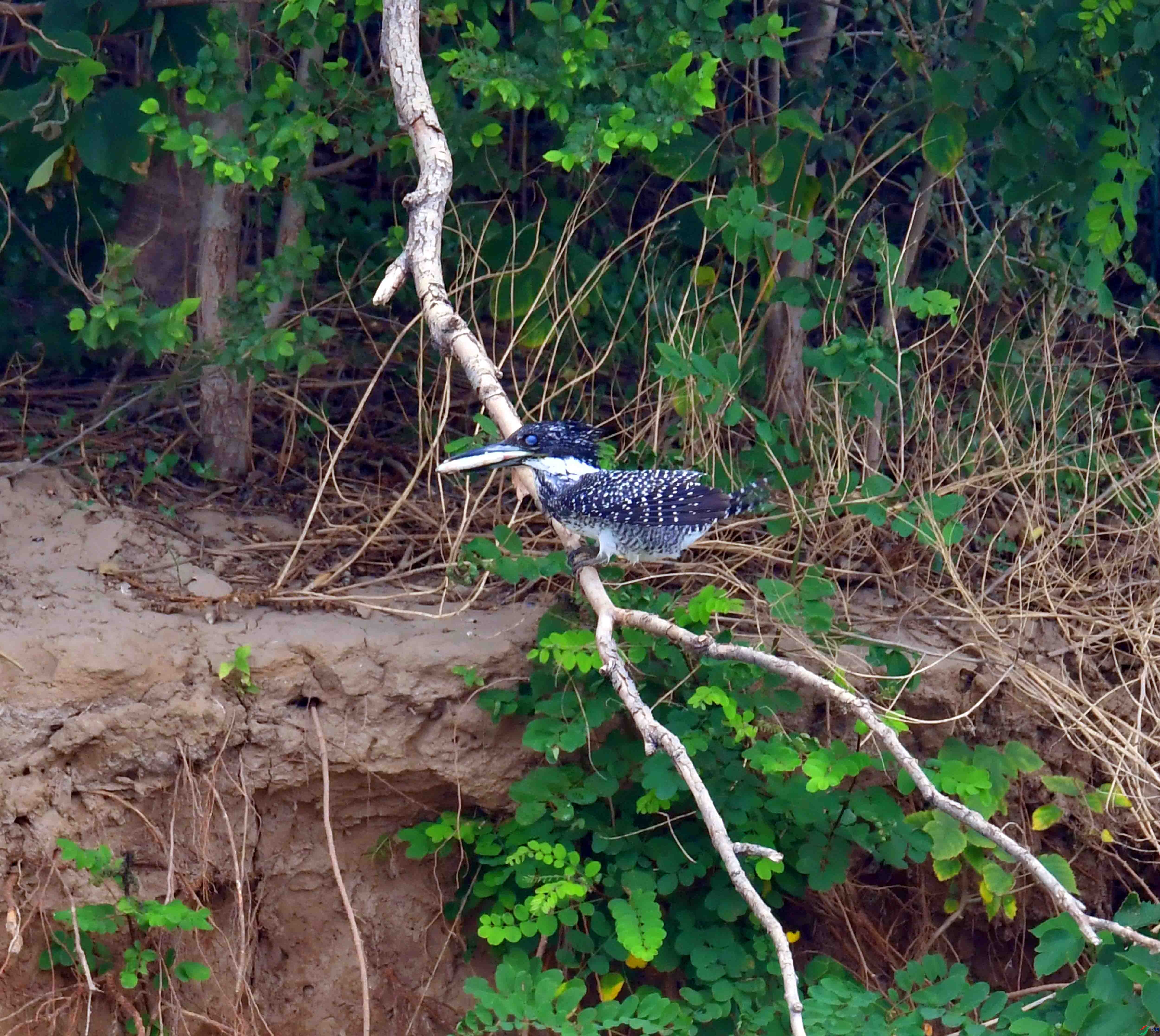 DSC_0307.JPG