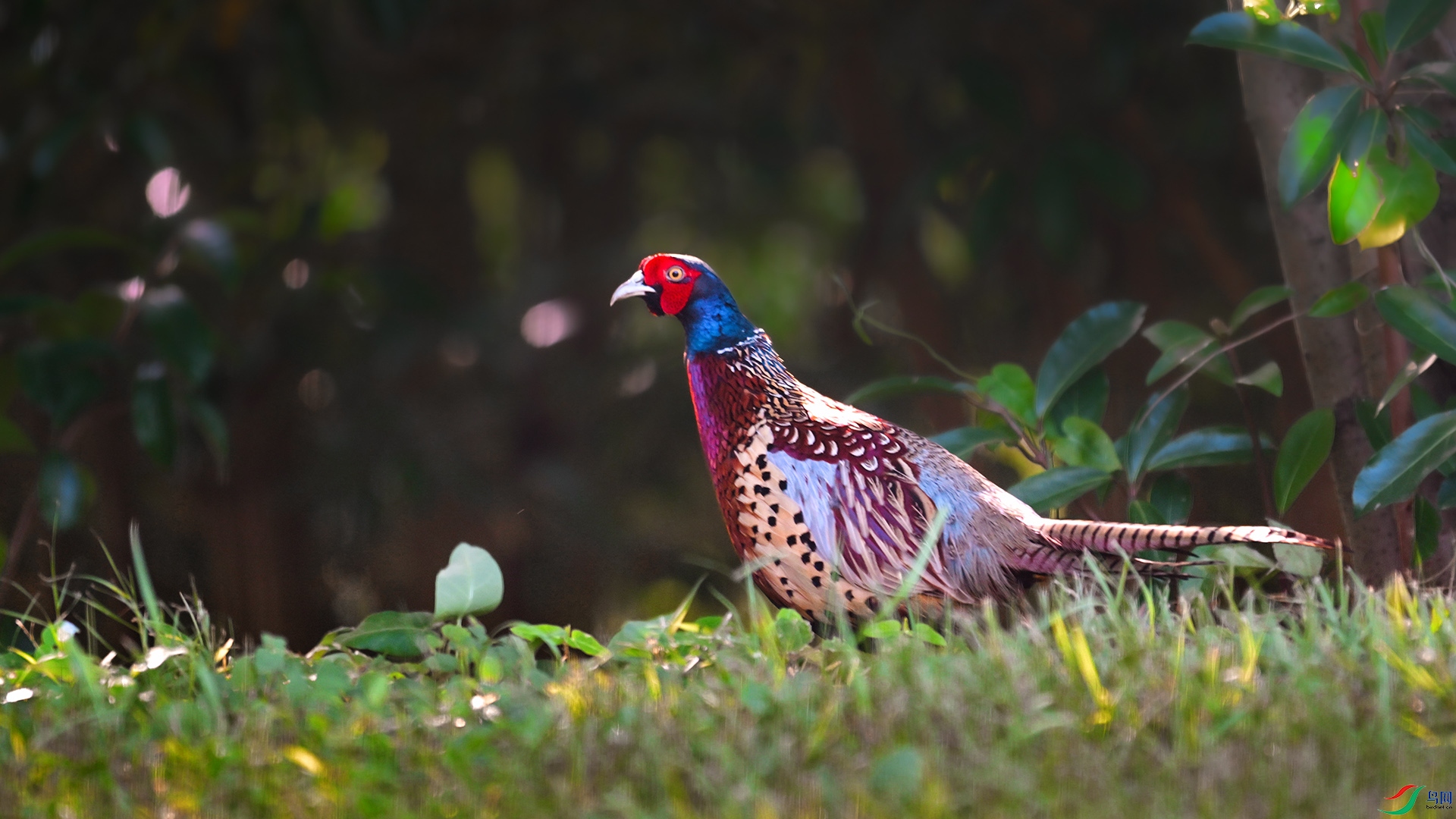 DSC_5171.jpg