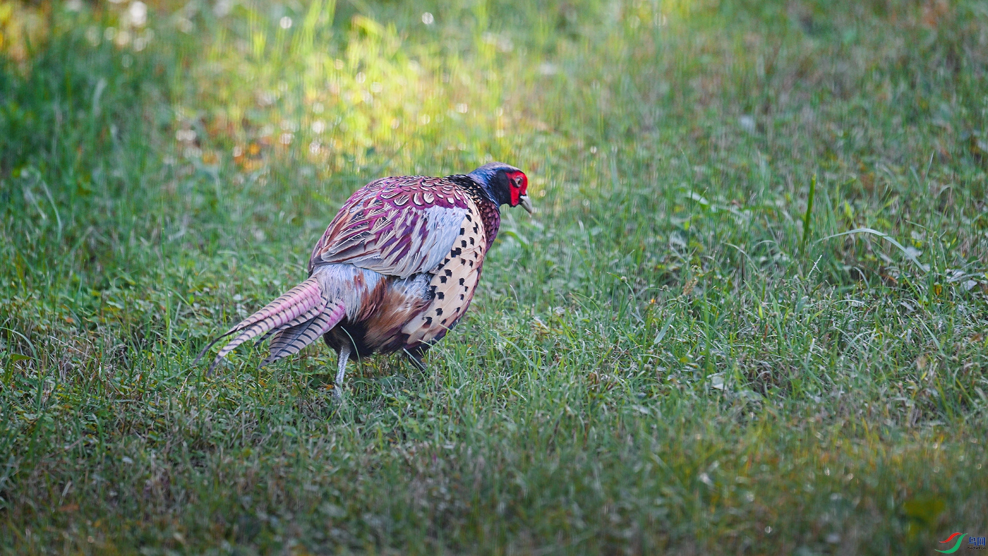 DSC_5146.jpg