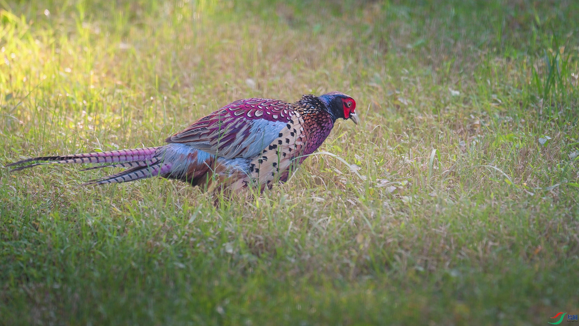 DSC_5152.jpg