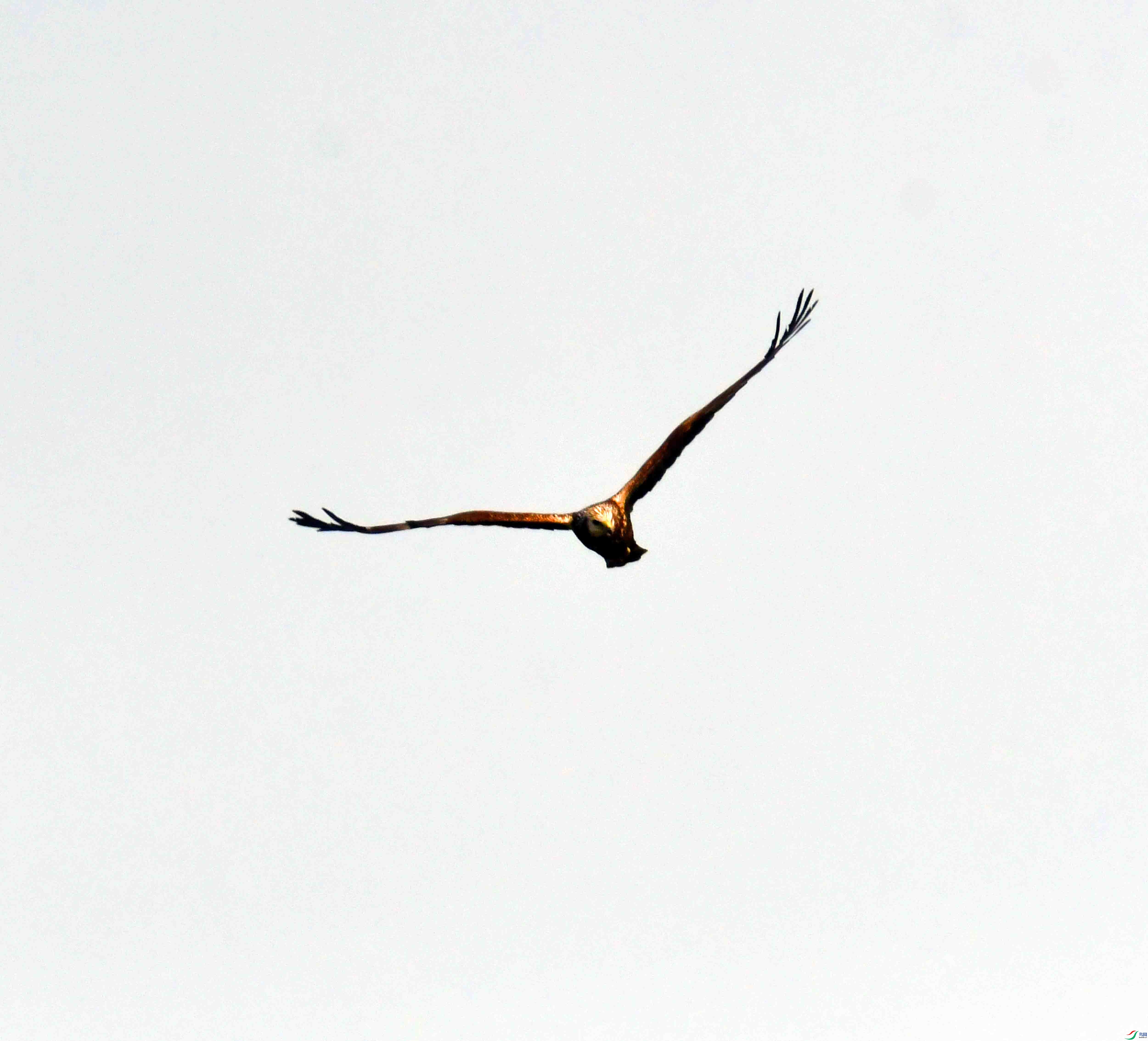 DSC_8388.JPG