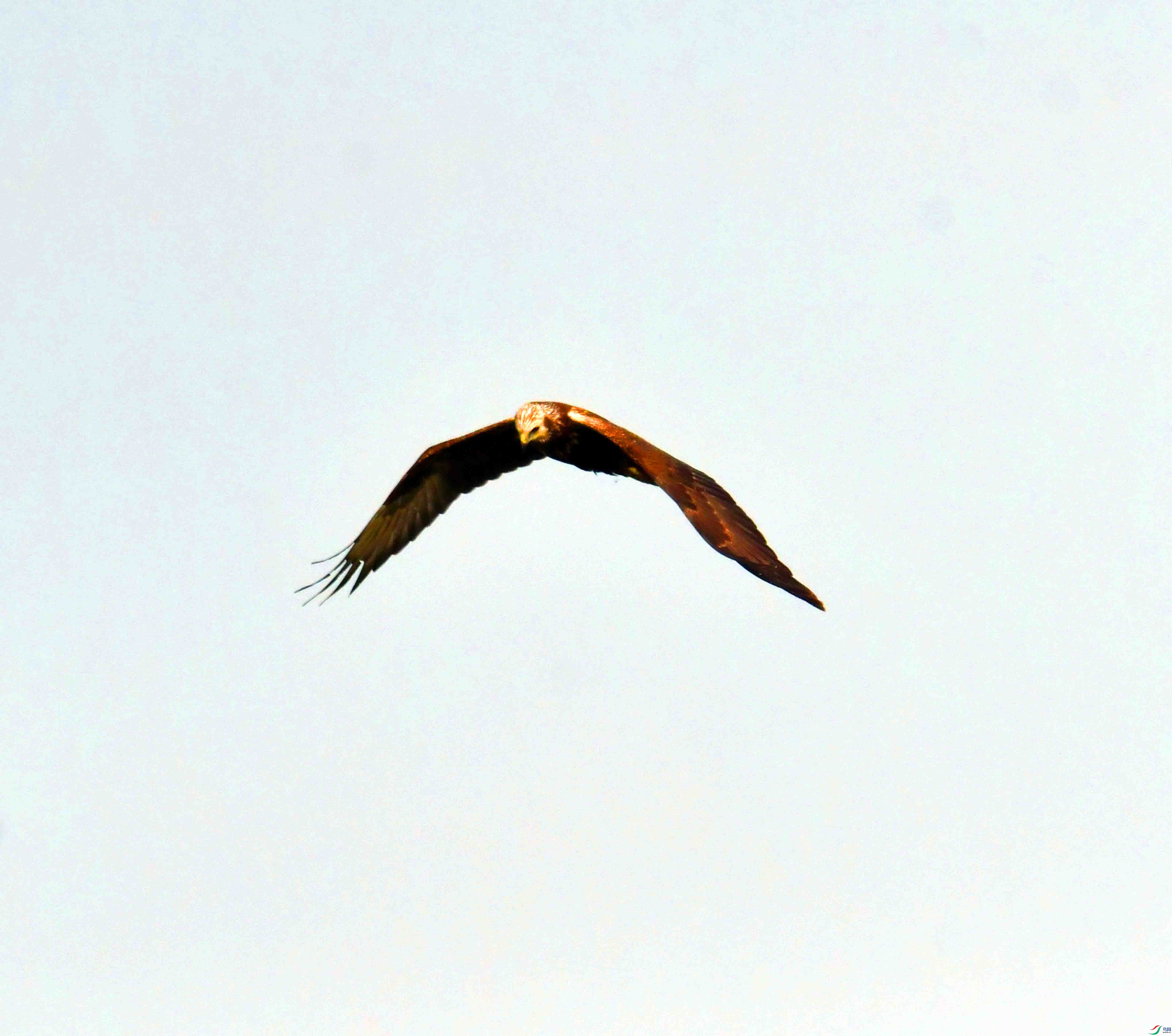 DSC_8419.JPG