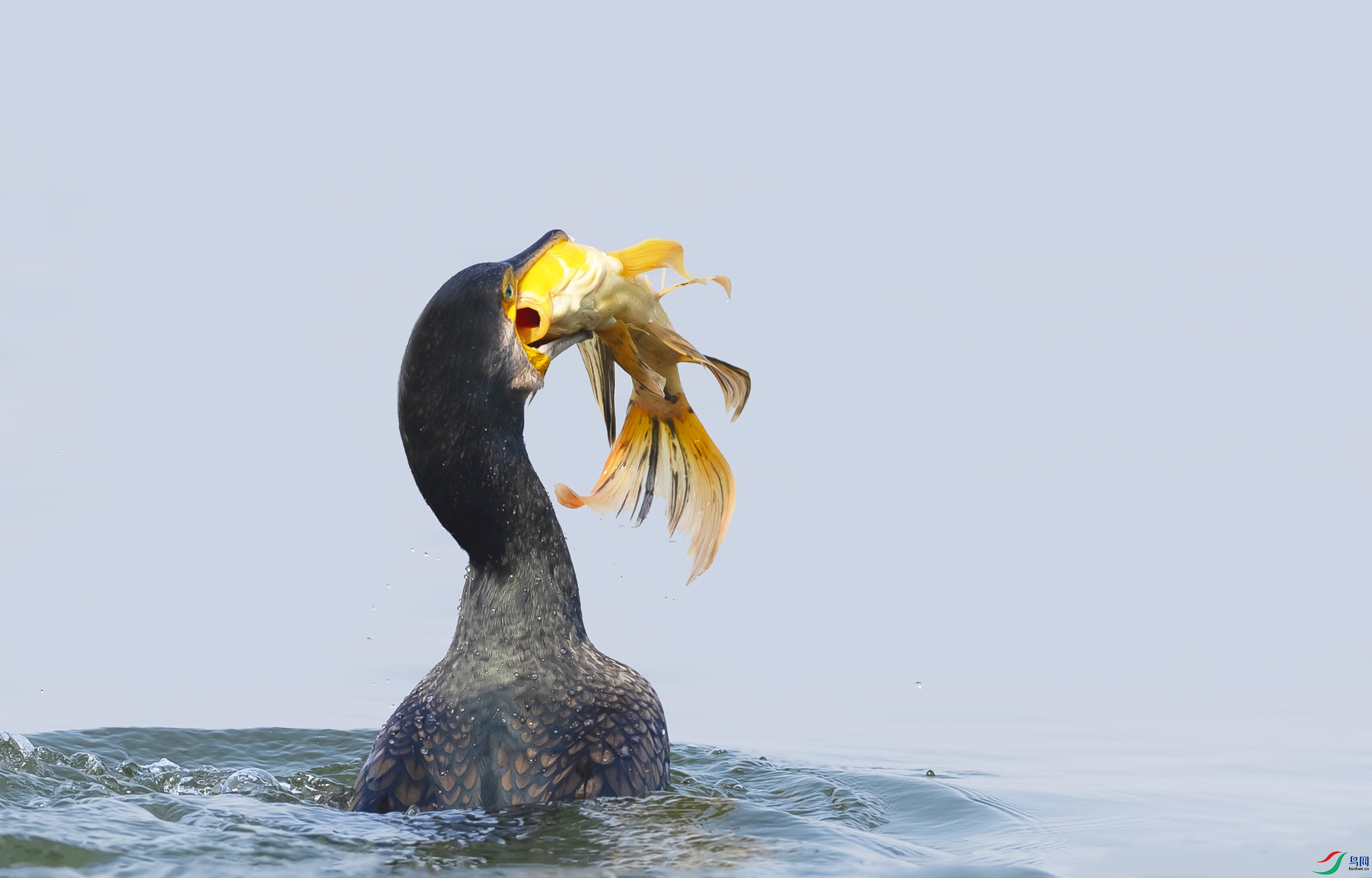 019A9436 ����3 ����.jpg