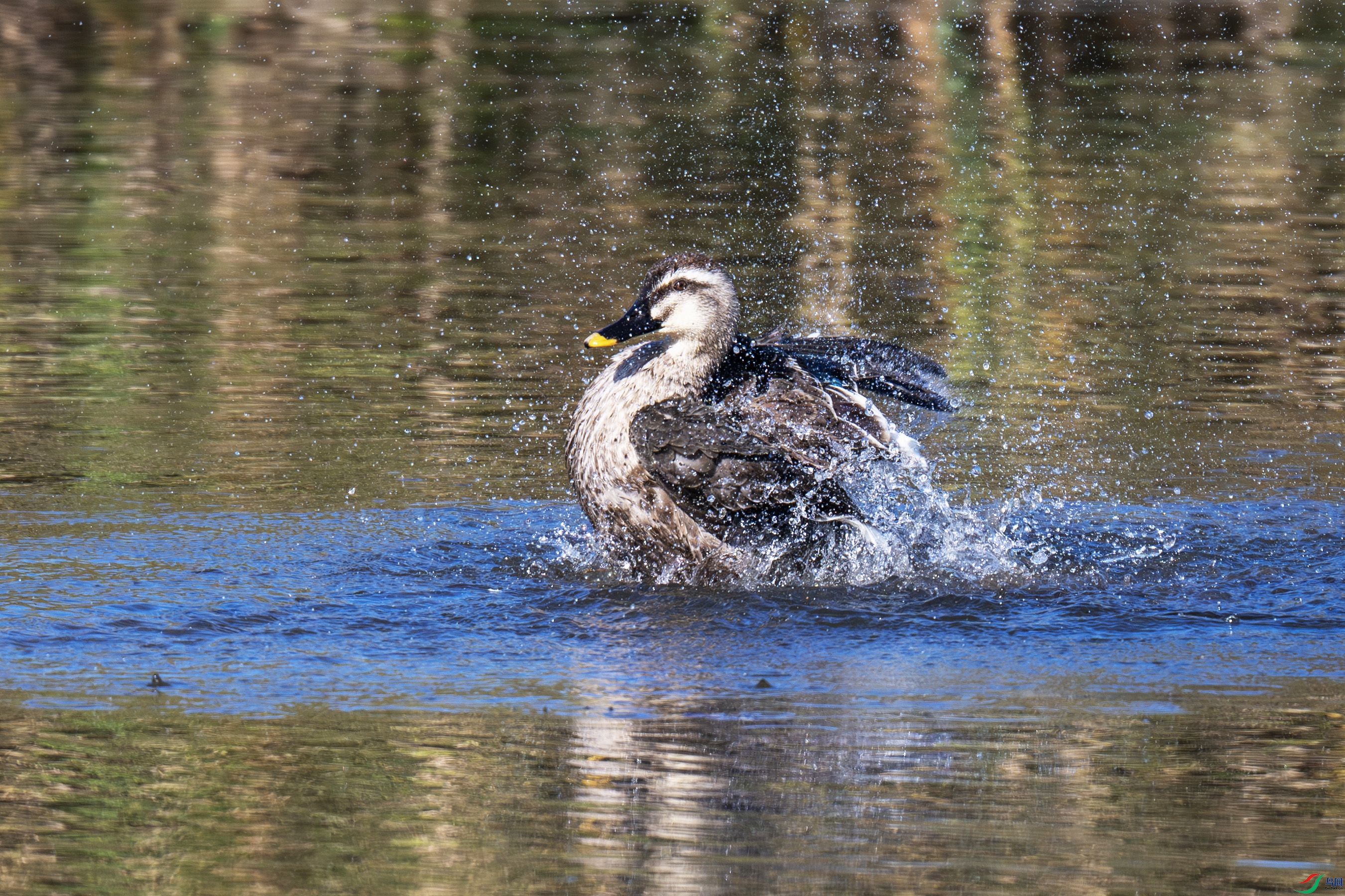 DSC_2878-����.jpg