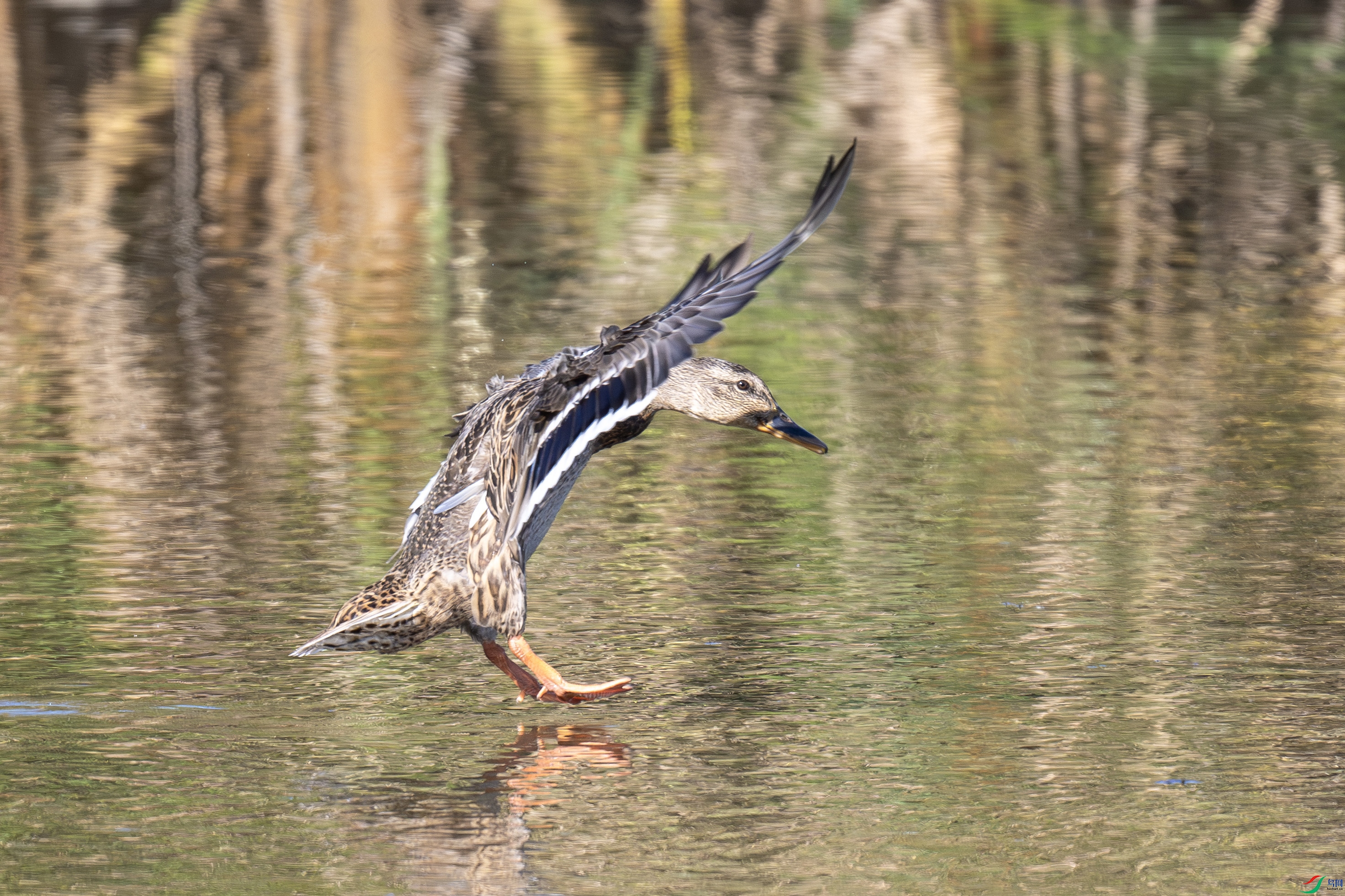 DSC_2738 ����.jpg