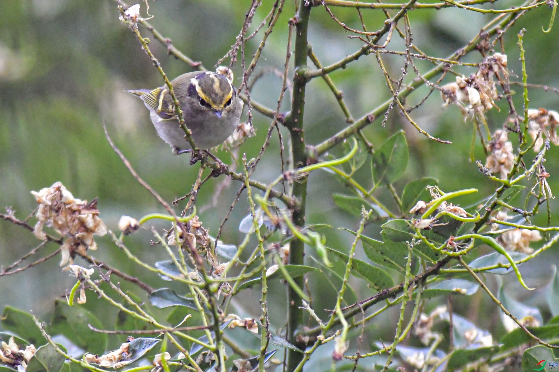 DSC_7366 .jpg
