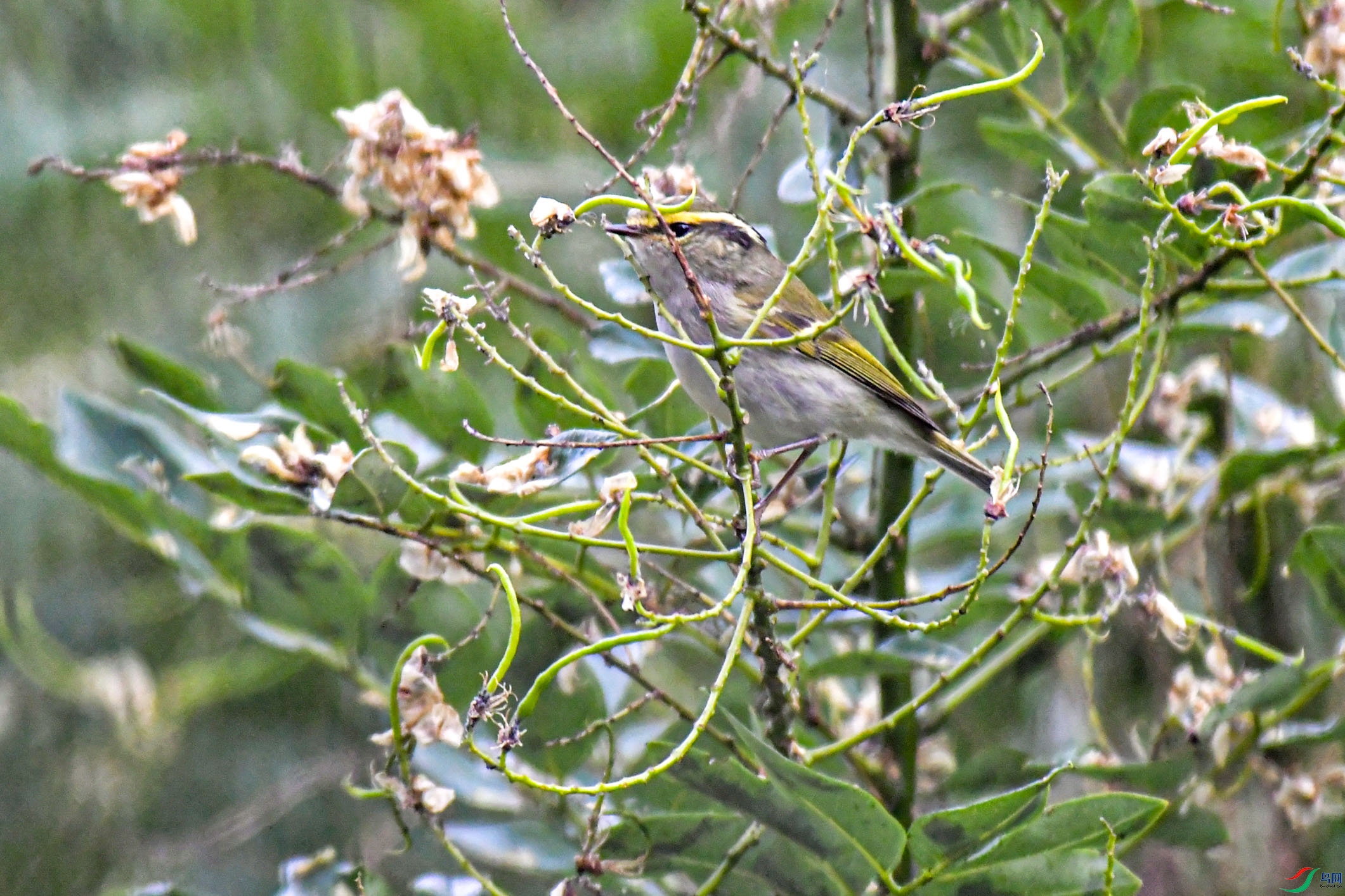 DSC_7371 .jpg
