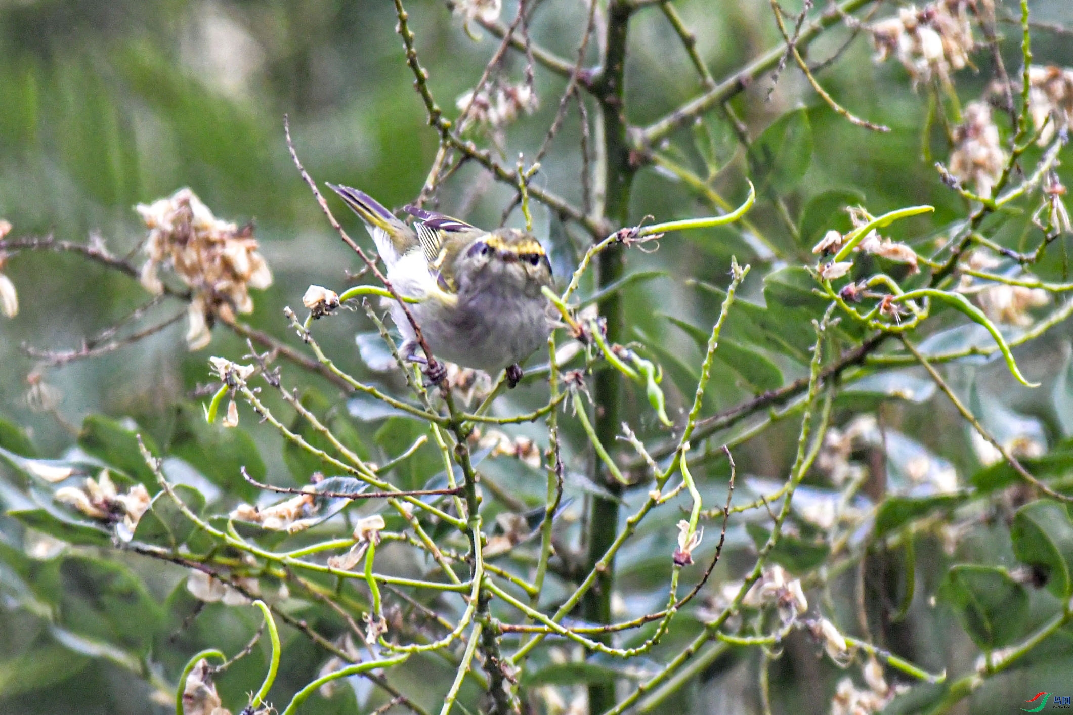DSC_7382 .jpg