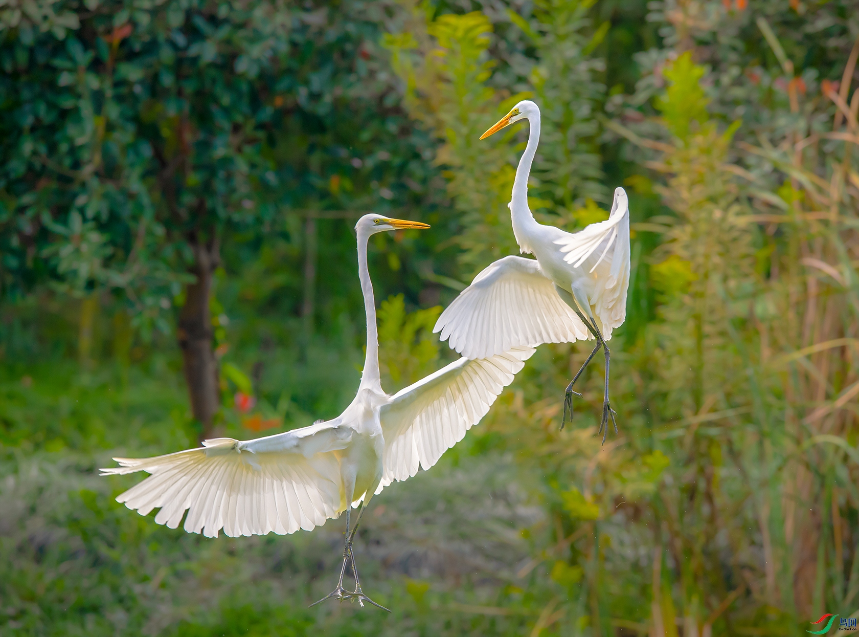 DSC_����� - ����.jpg