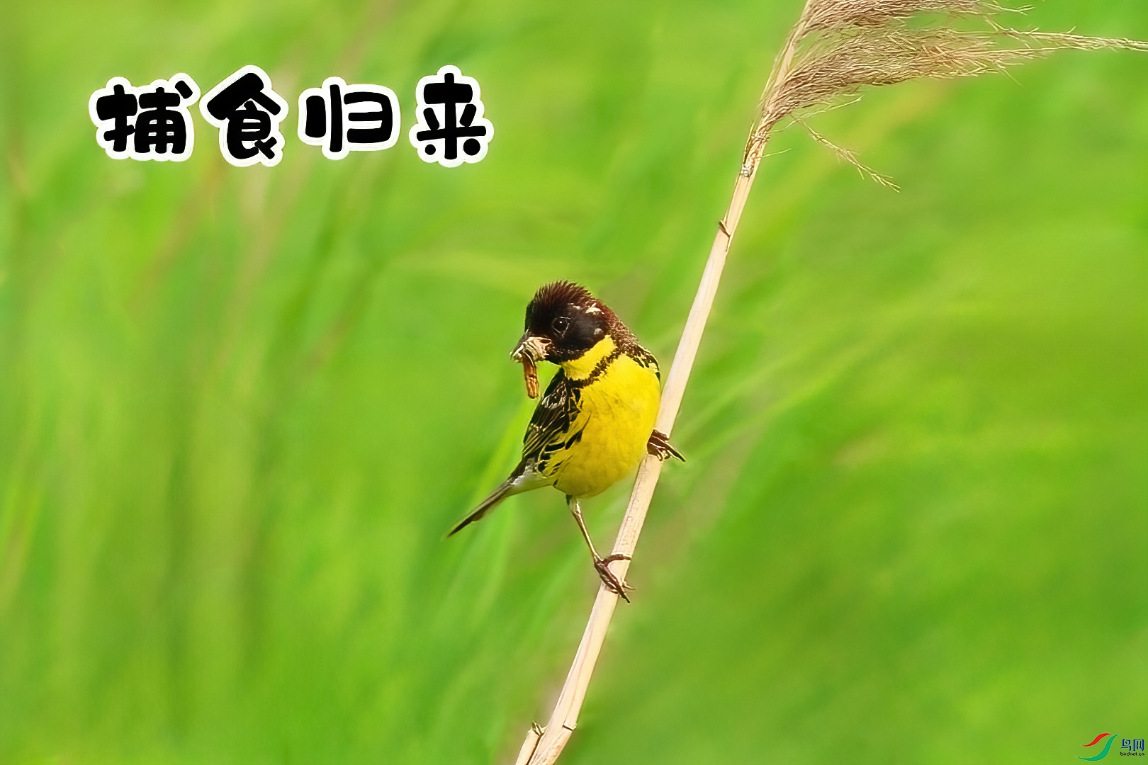 ��ʳ����-���� ����.jpg