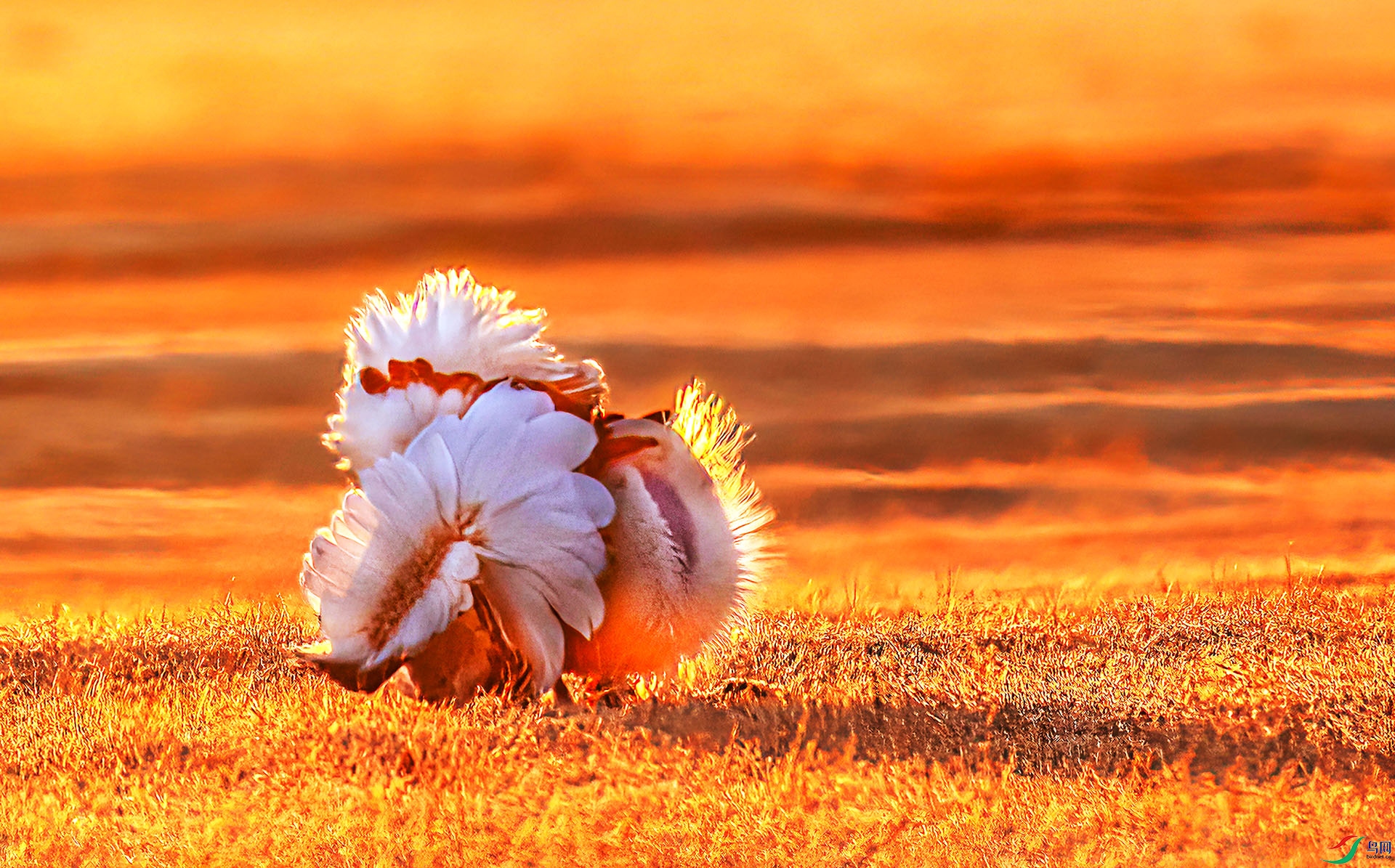 060A0018 ����-Sh----1 .jpg