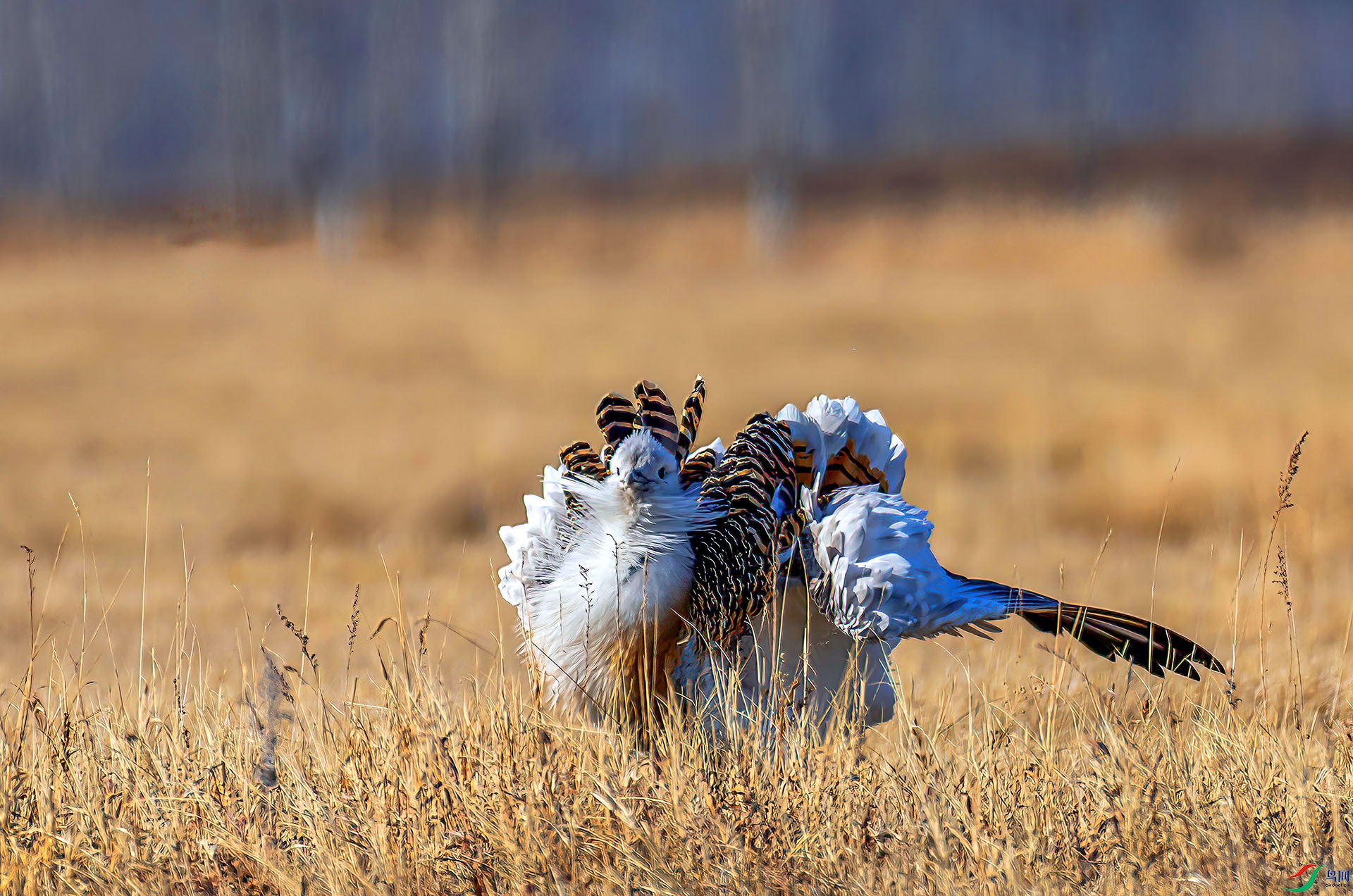 060A1240 ����-Sh---1 .jpg