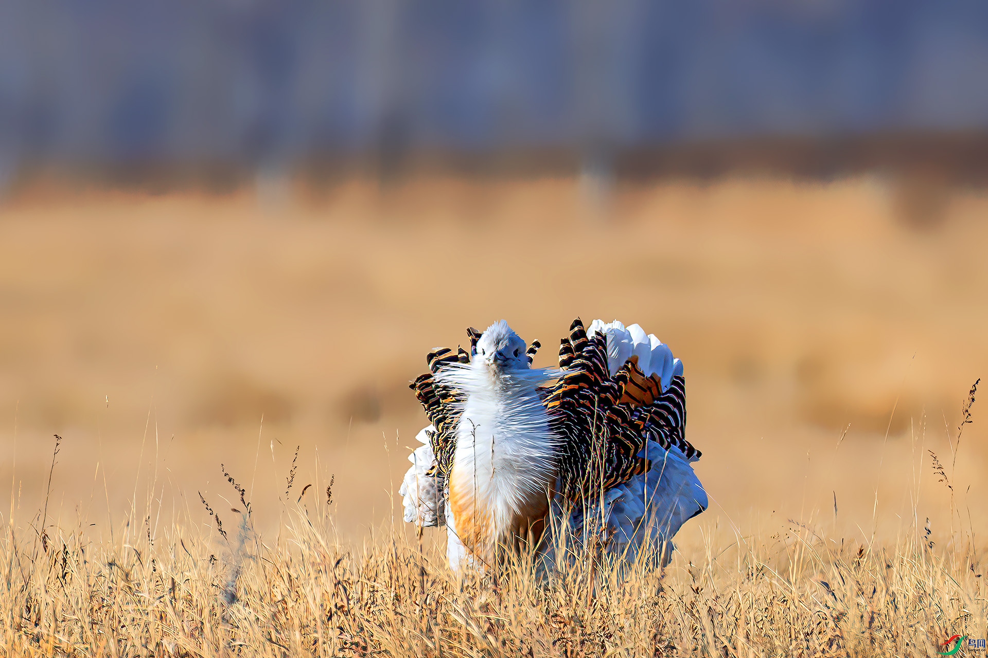 060A1251 ����-Sha----1 .jpg