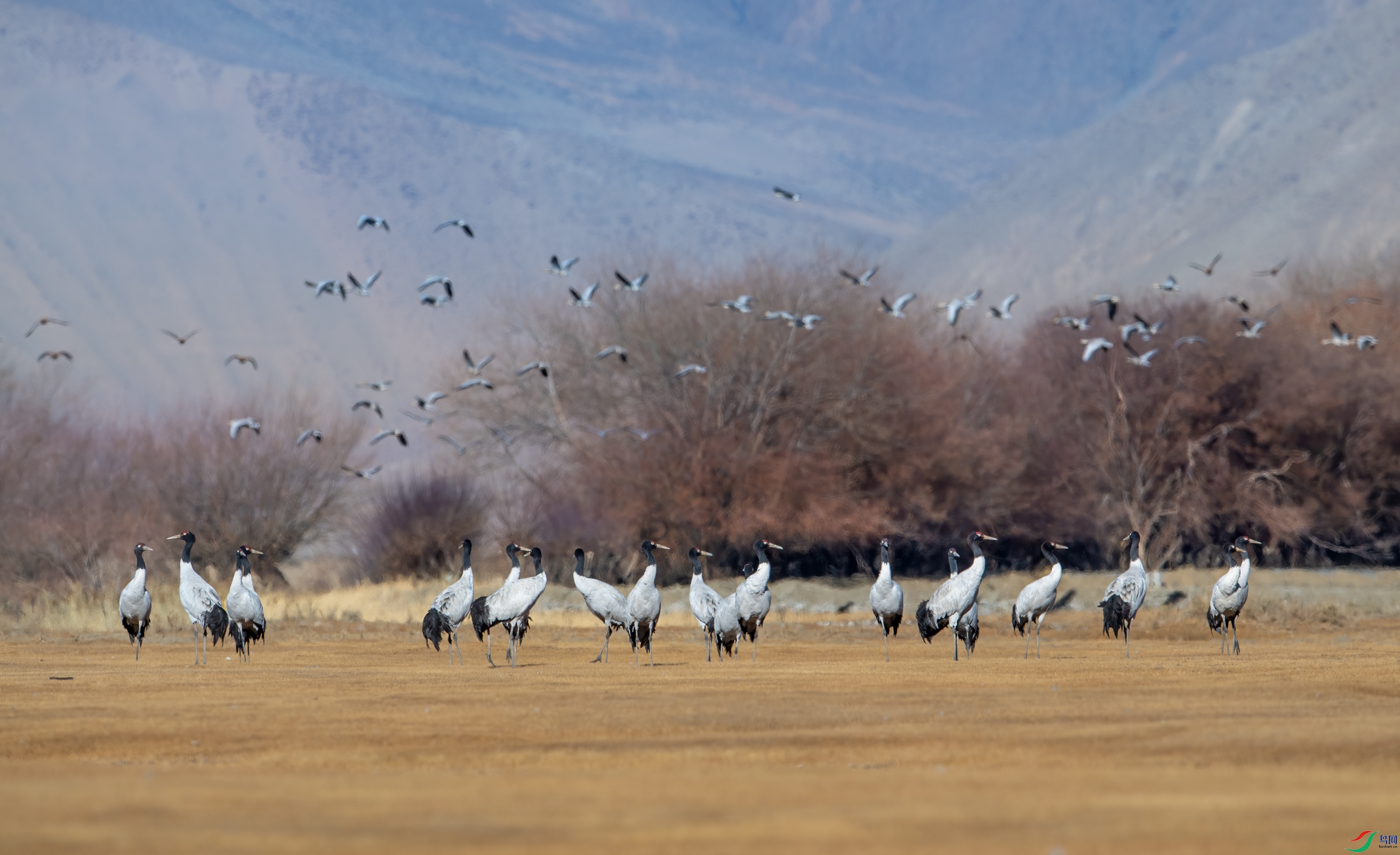 DSC_4515-11.jpg