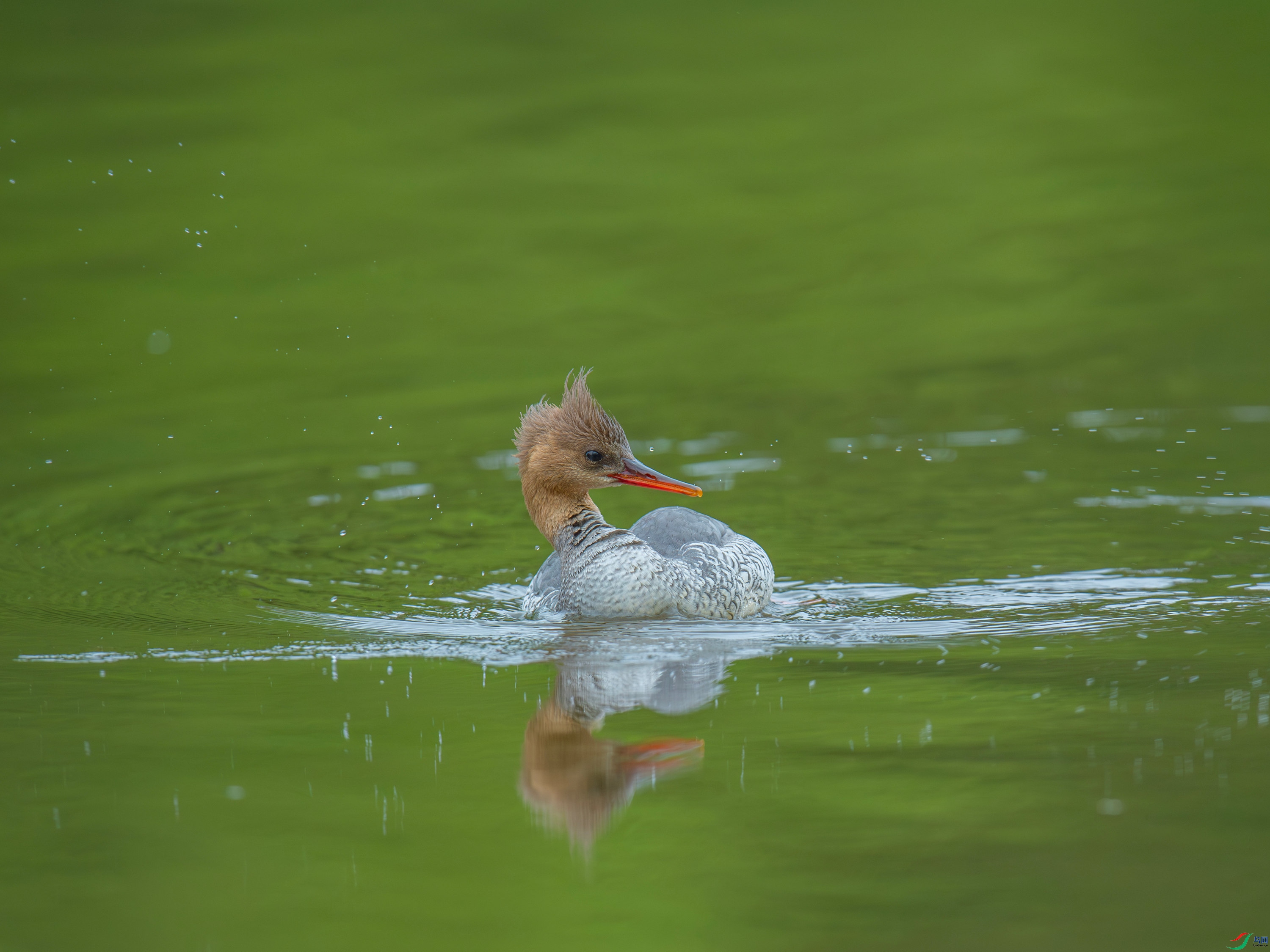 �л���ɳѼ (1).jpg