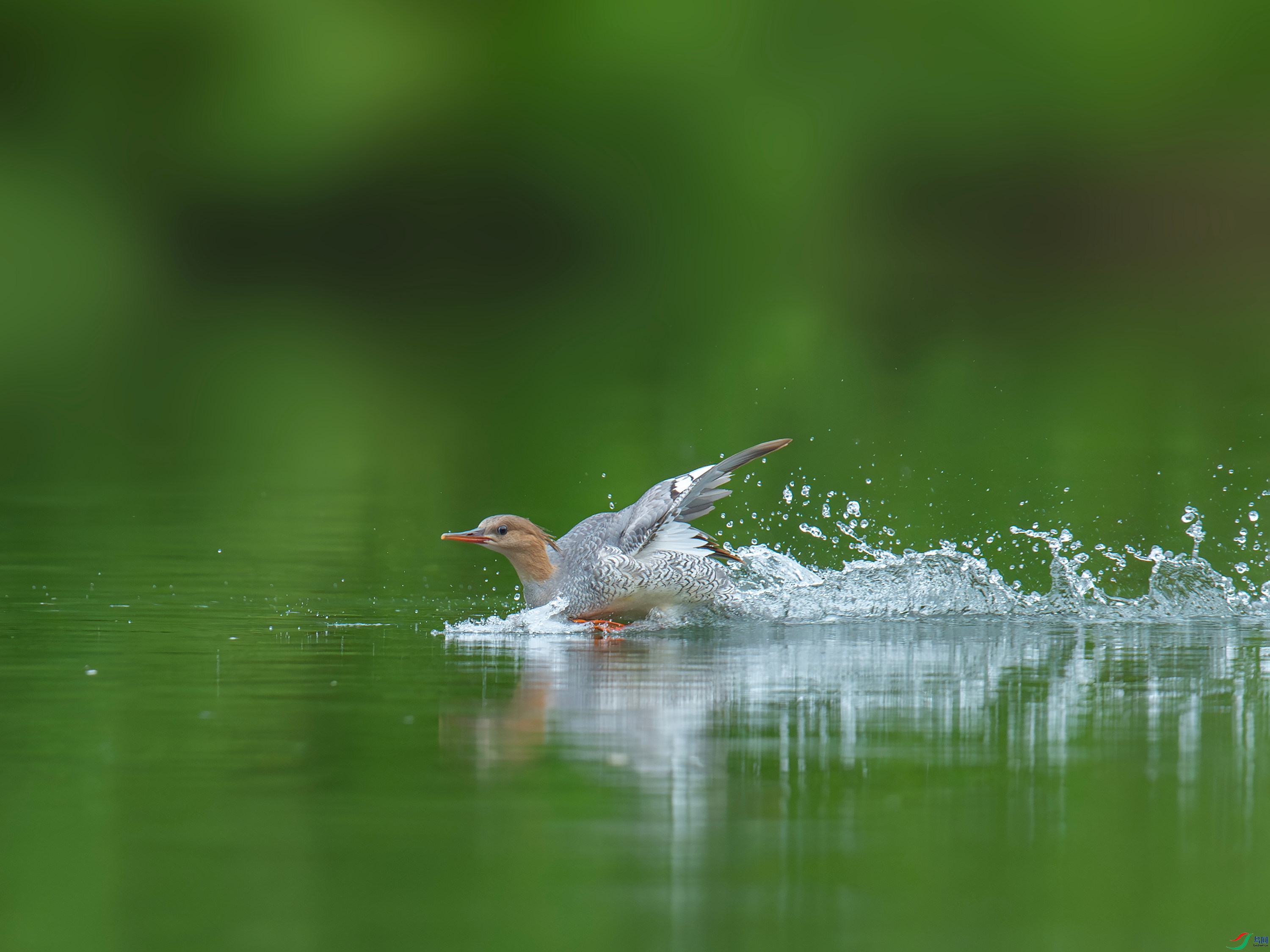 �л���ɳѼ (9).jpg