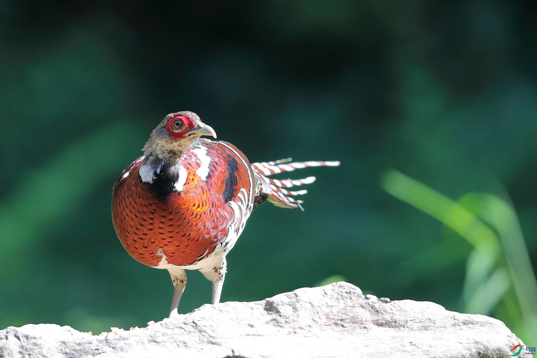 �׾���β��