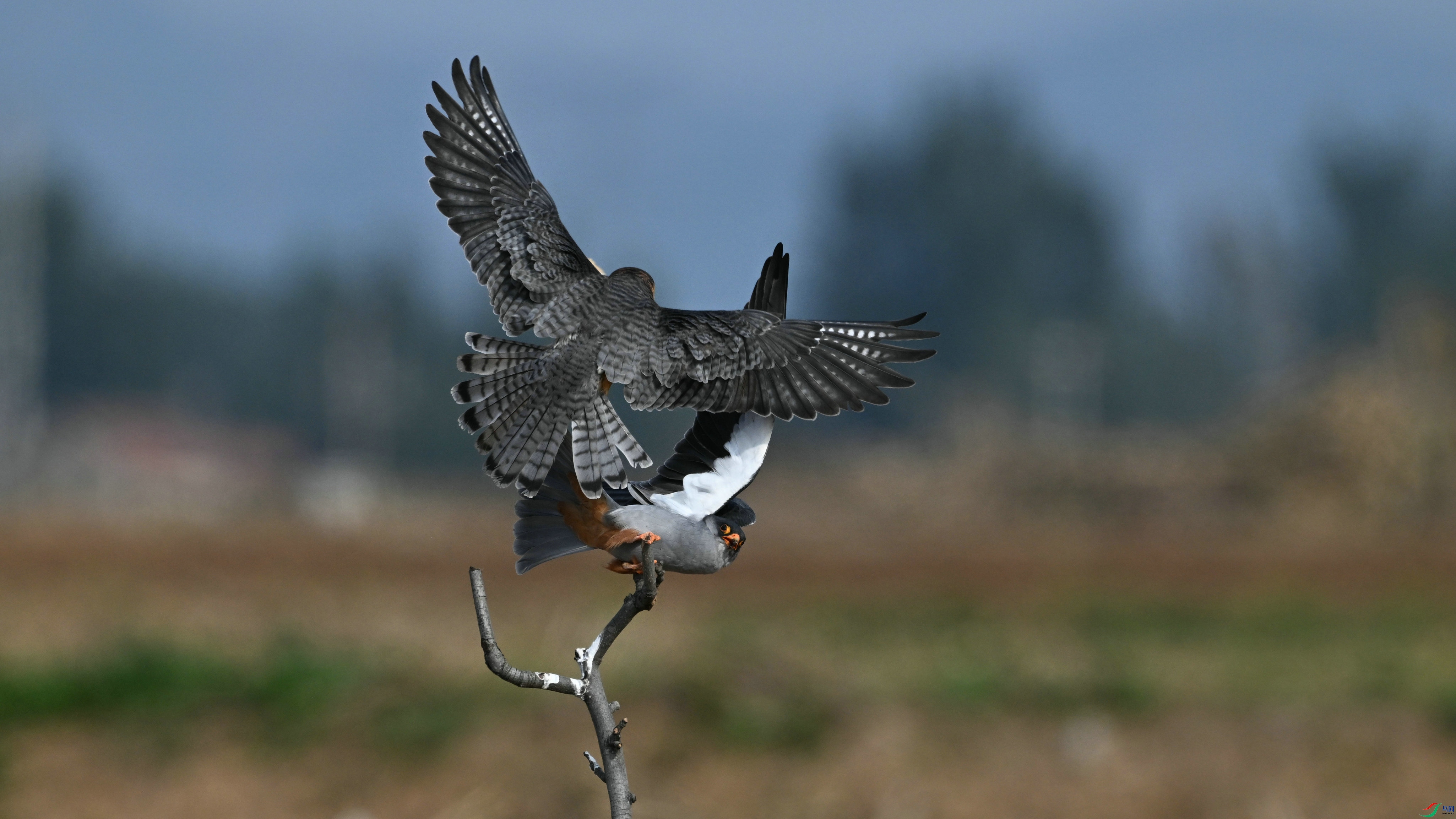 DSC_5599.JPG