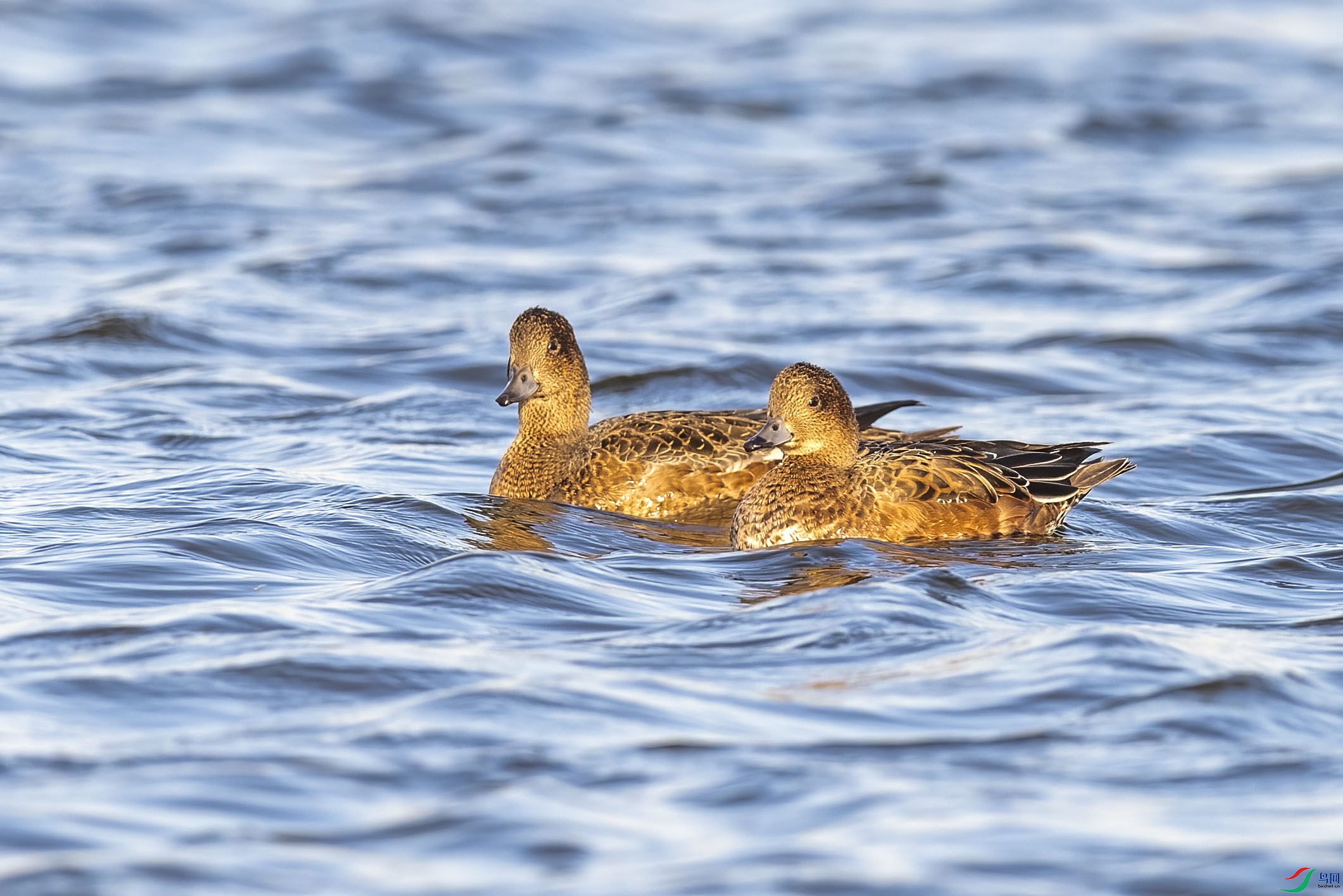 DSC_2270 ����.jpg