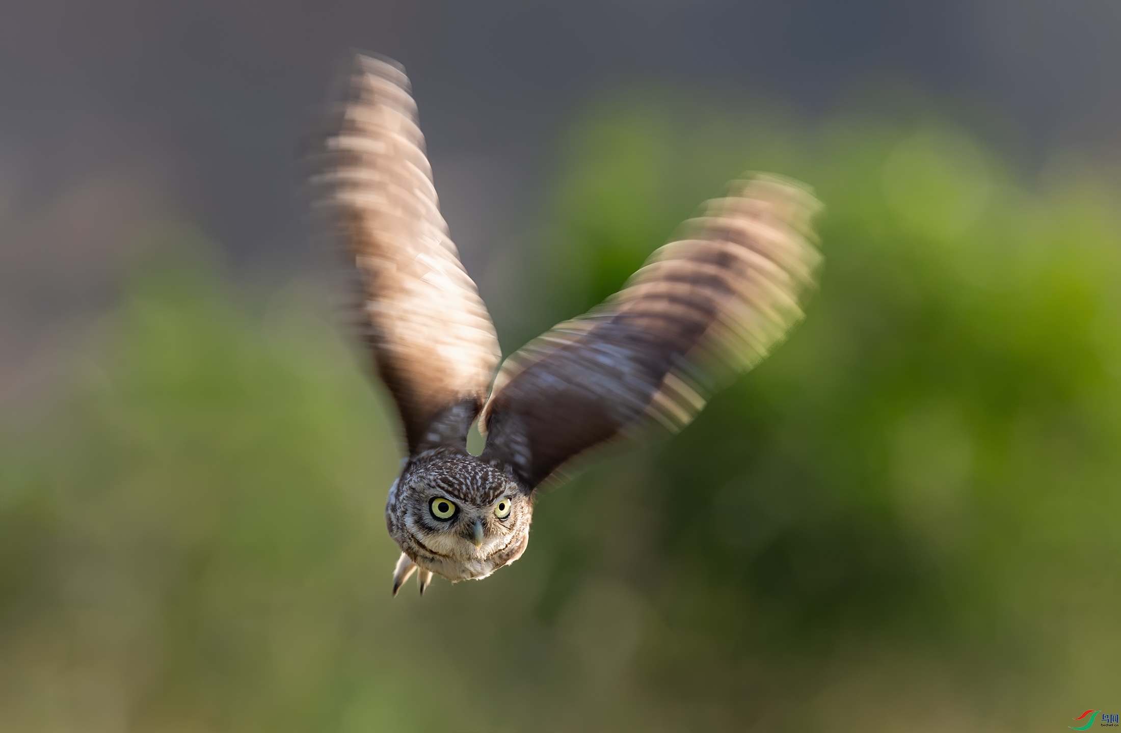 ���Ƹ�С�^