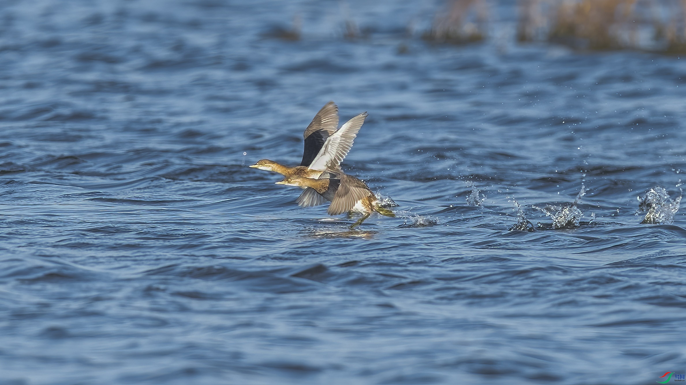 DSC_2254 ����.jpg