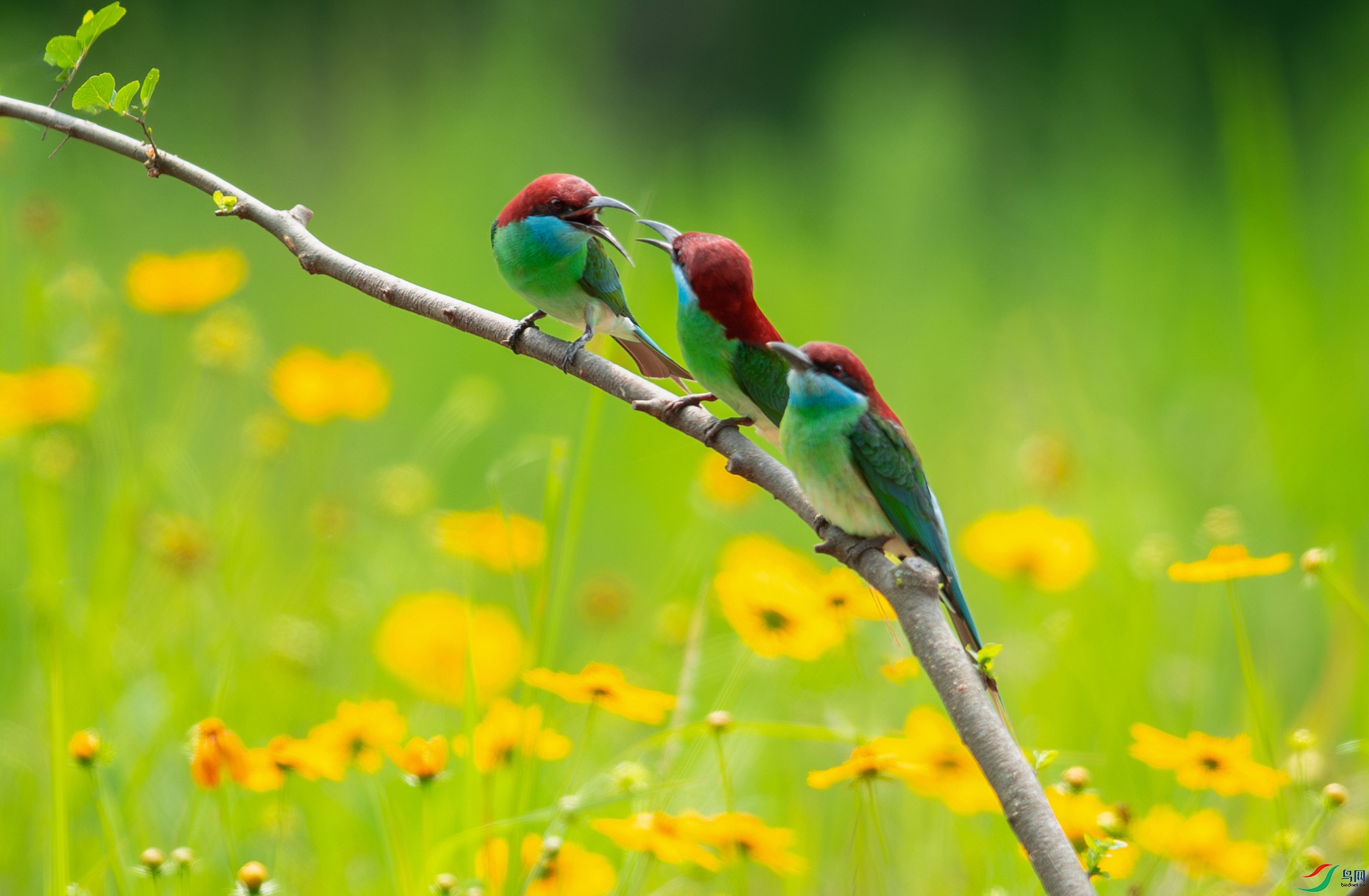 DSC_1002-����ǿ-NR.jpg