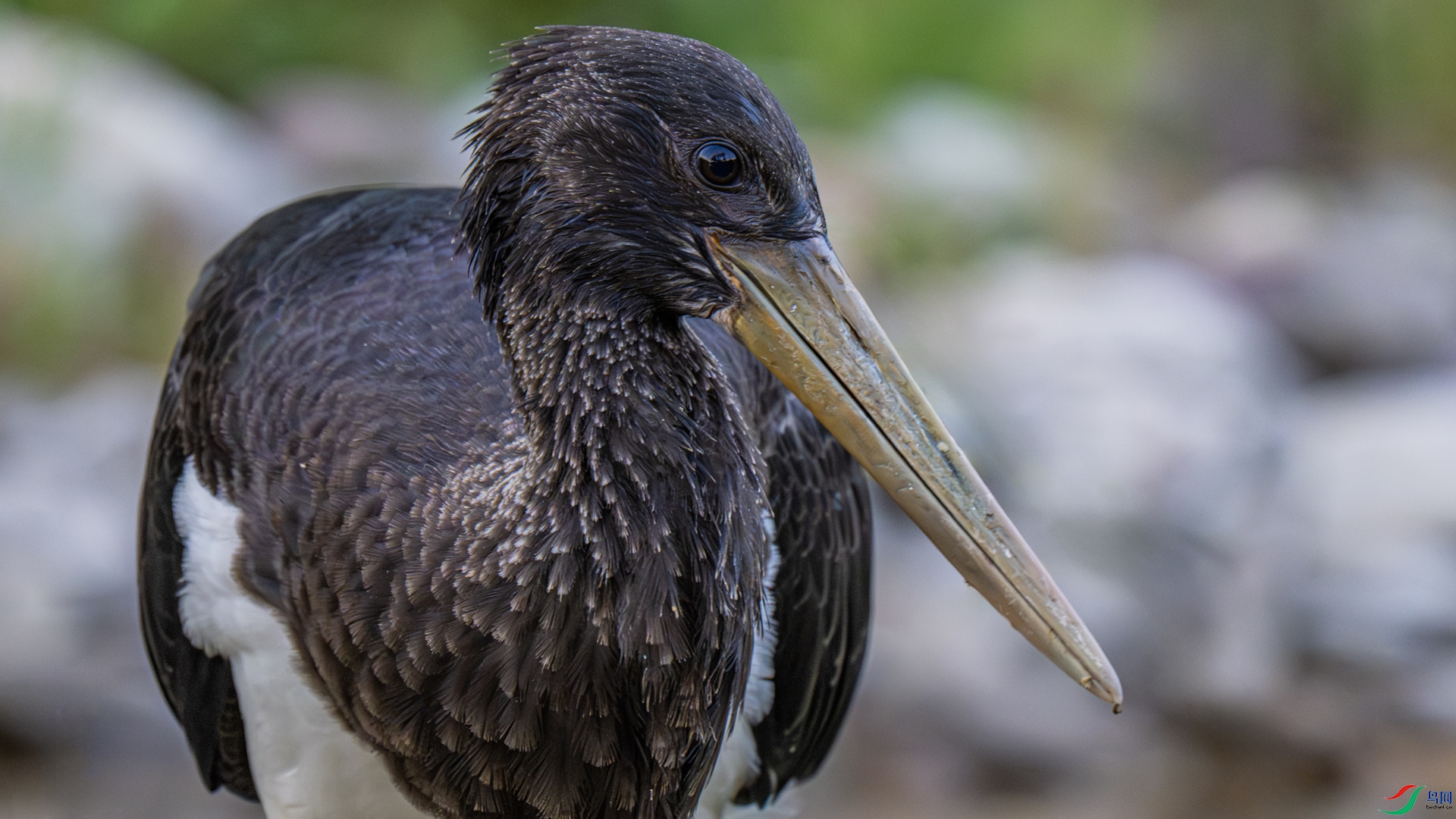 _DSC1091 ����_����.jpg