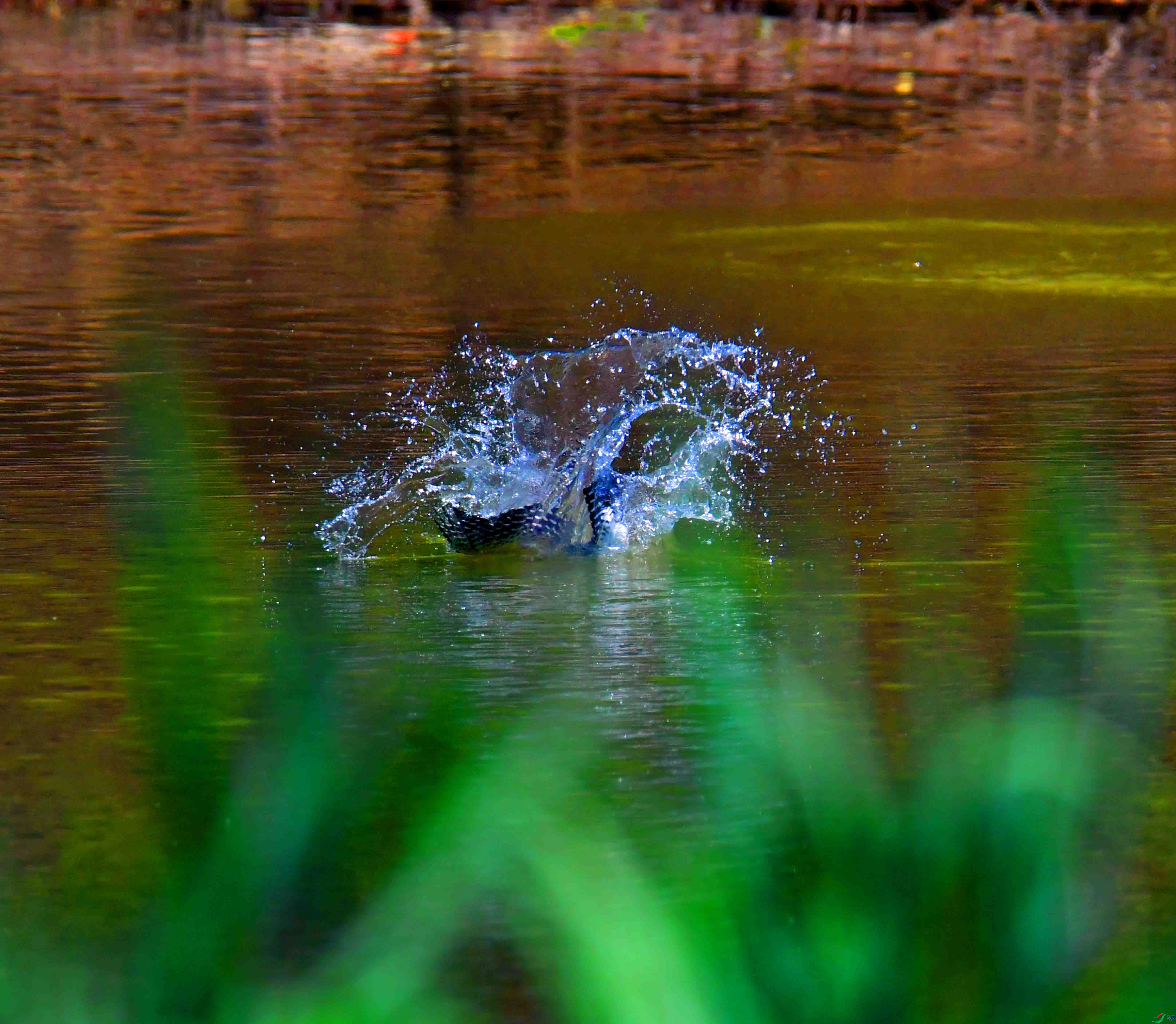 DSC_2807.JPG
