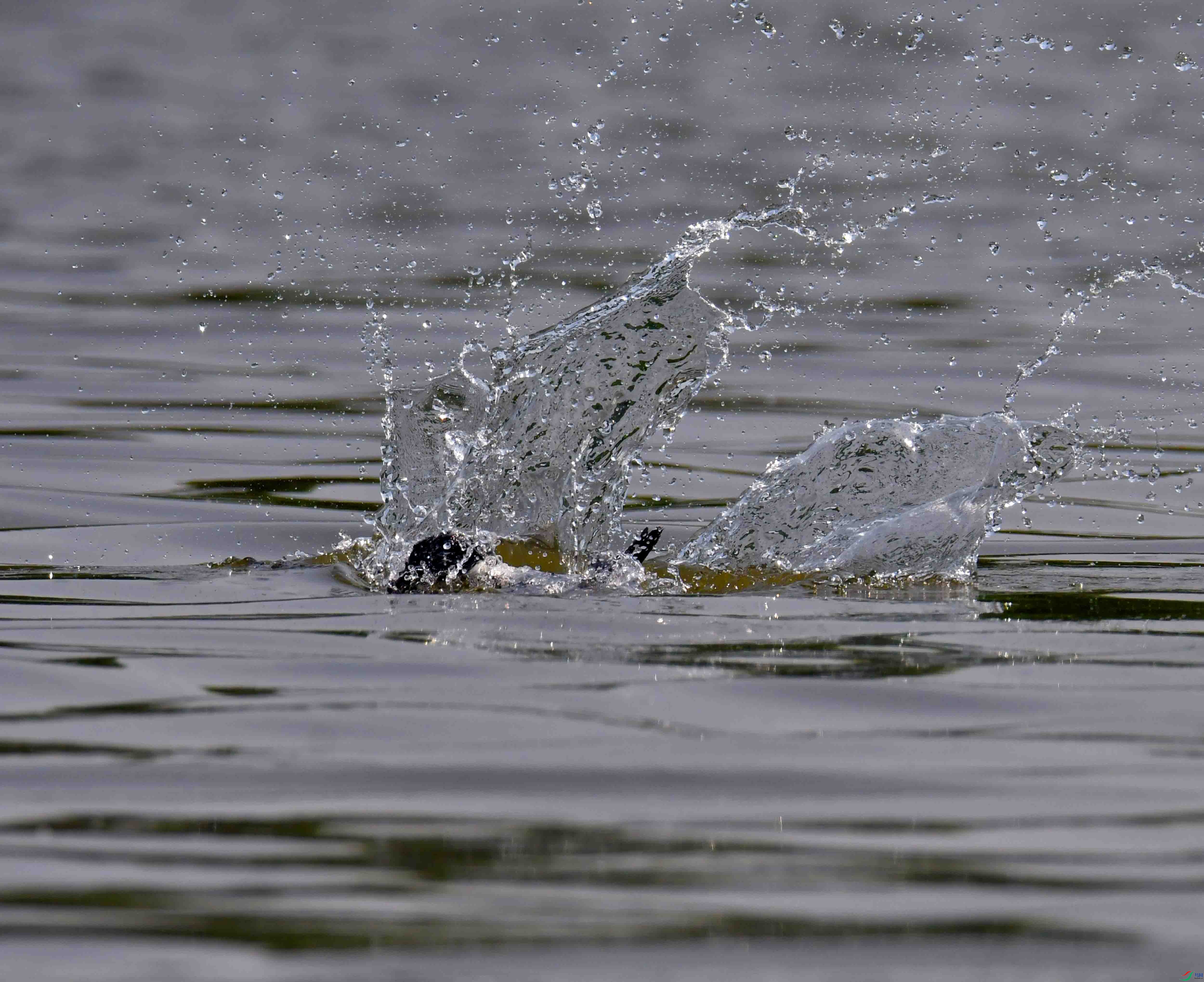 DSC_2683.JPG