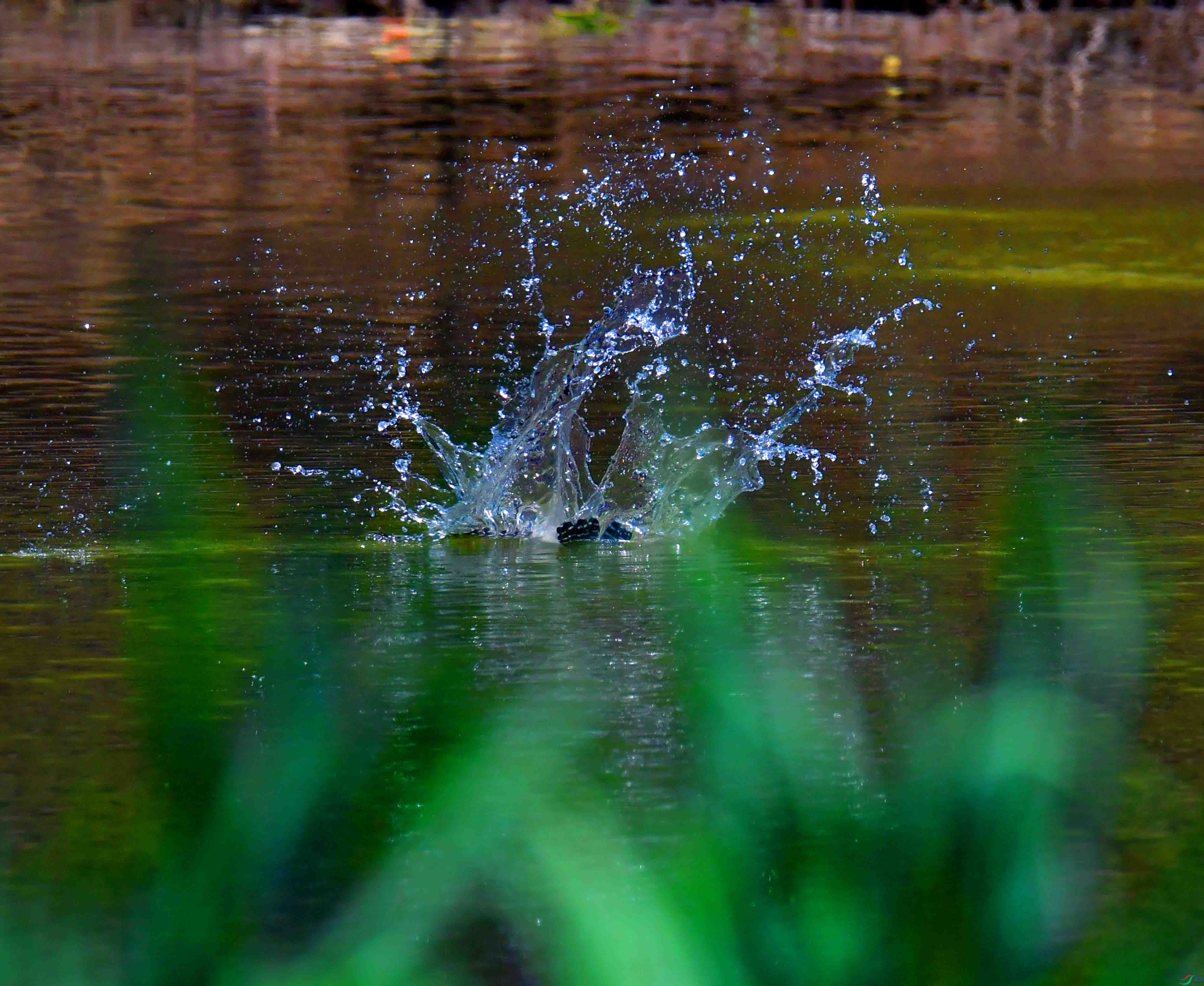 DSC_2808.JPG