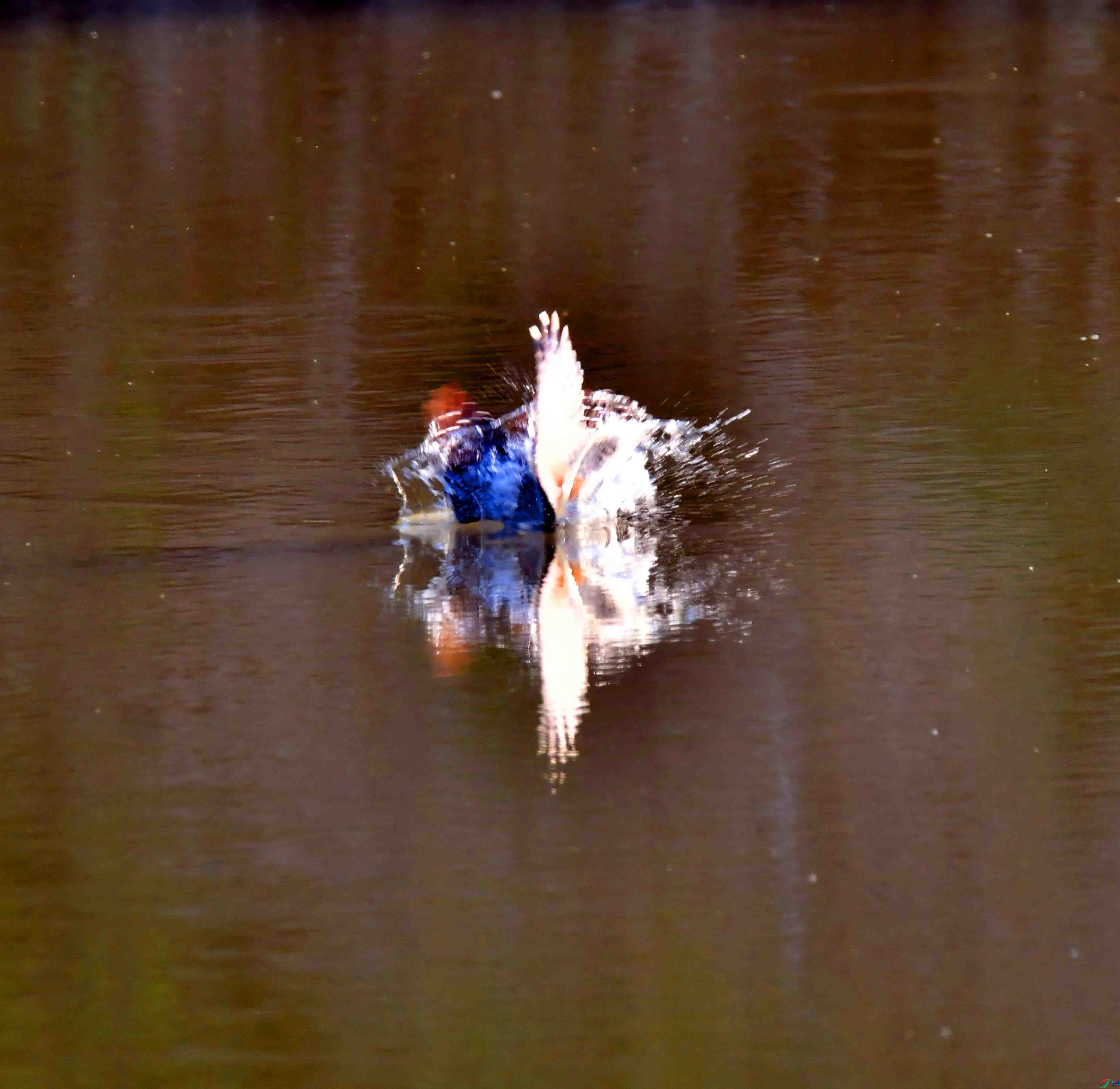 DSC_3174.JPG