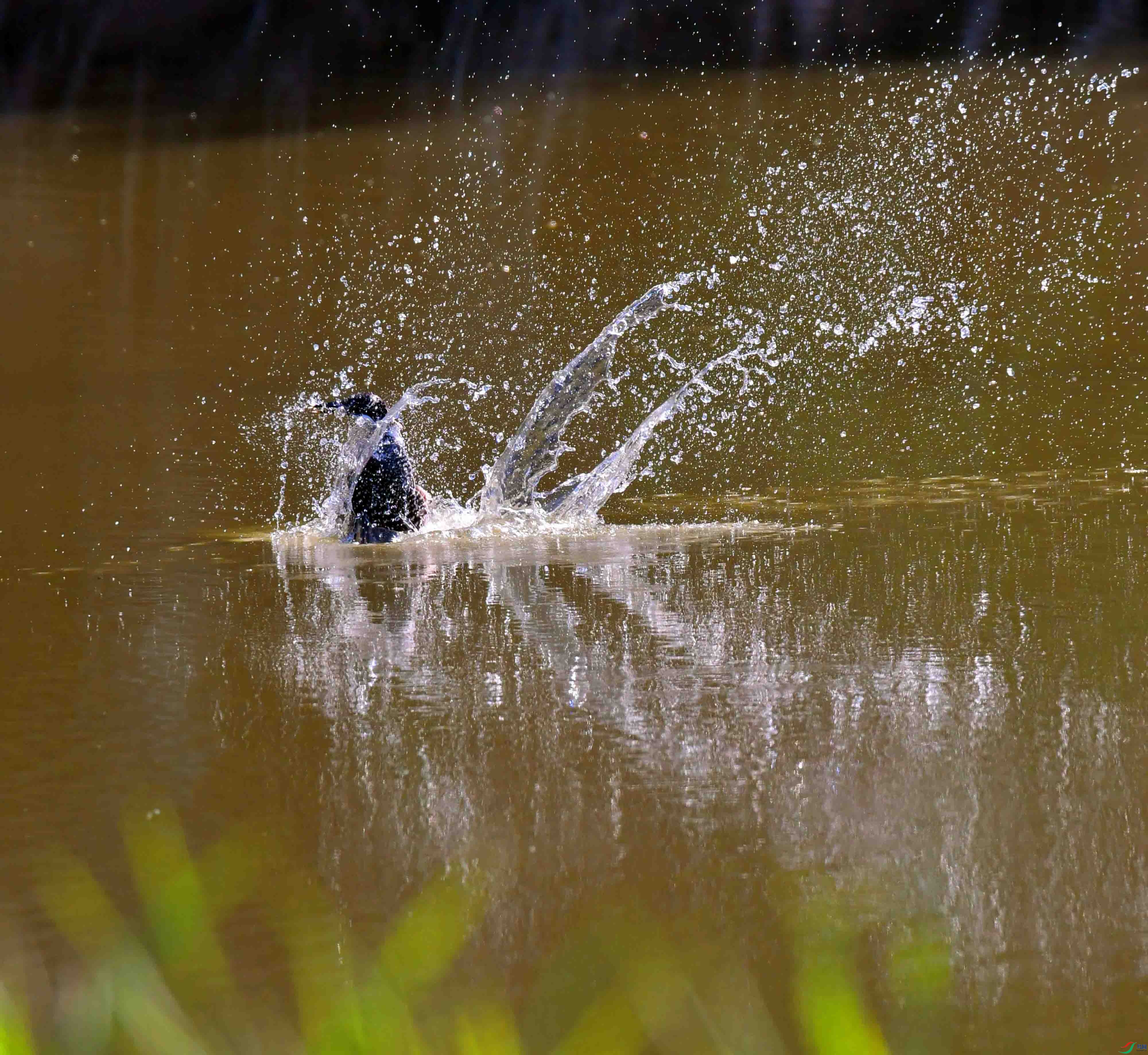 DSC_3354.JPG