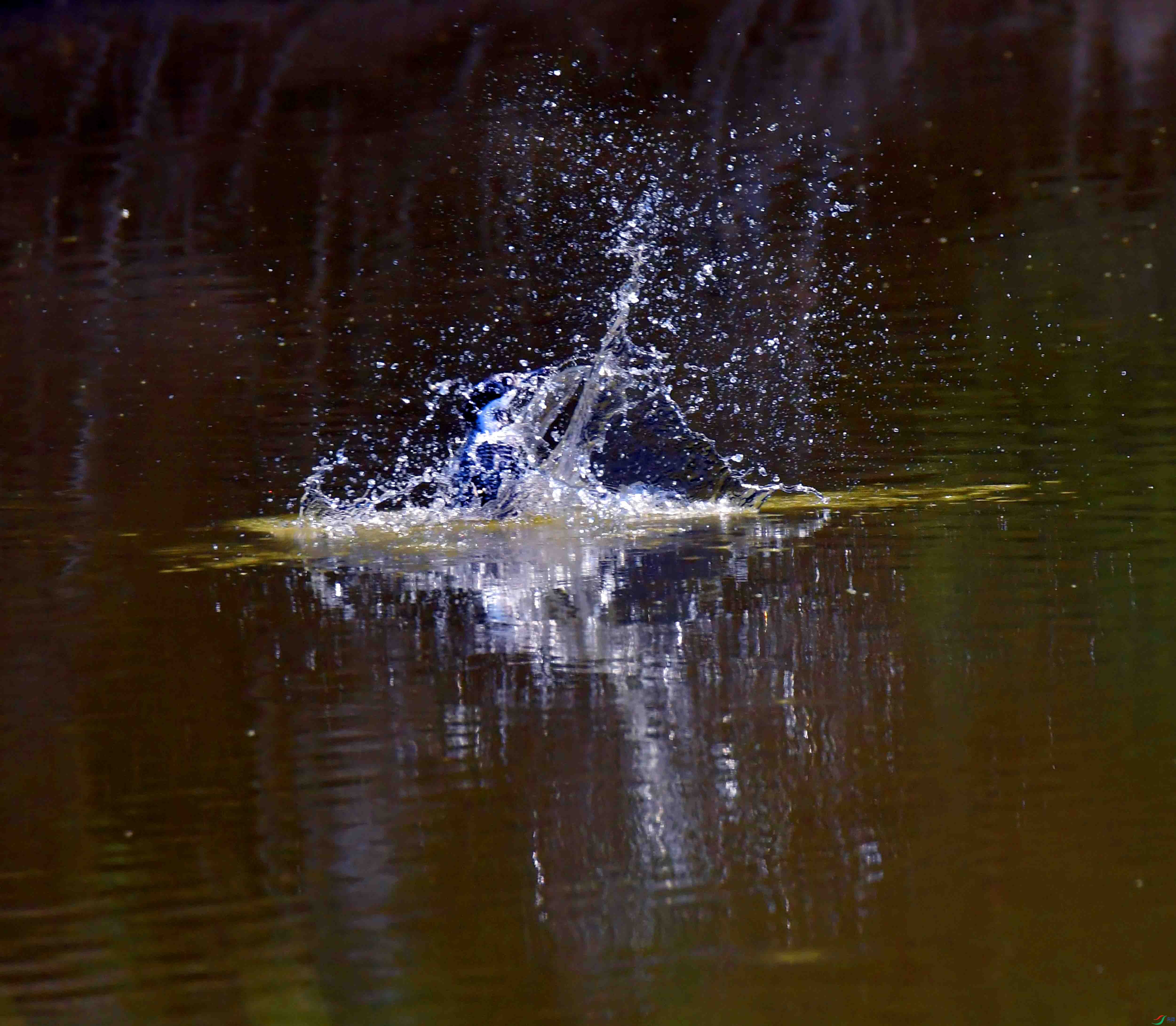 DSC_3472.JPG