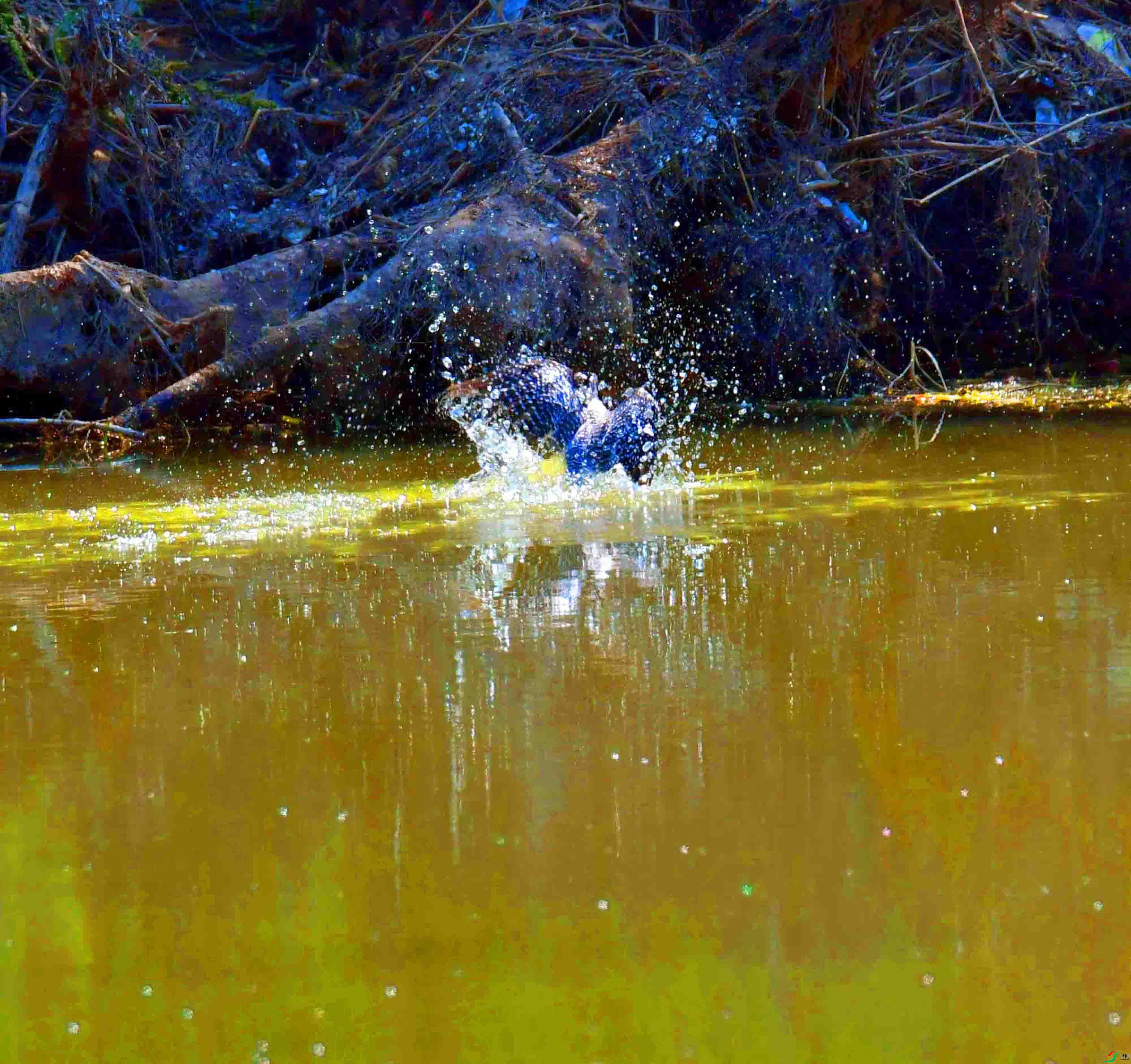 DSC_3487.JPG
