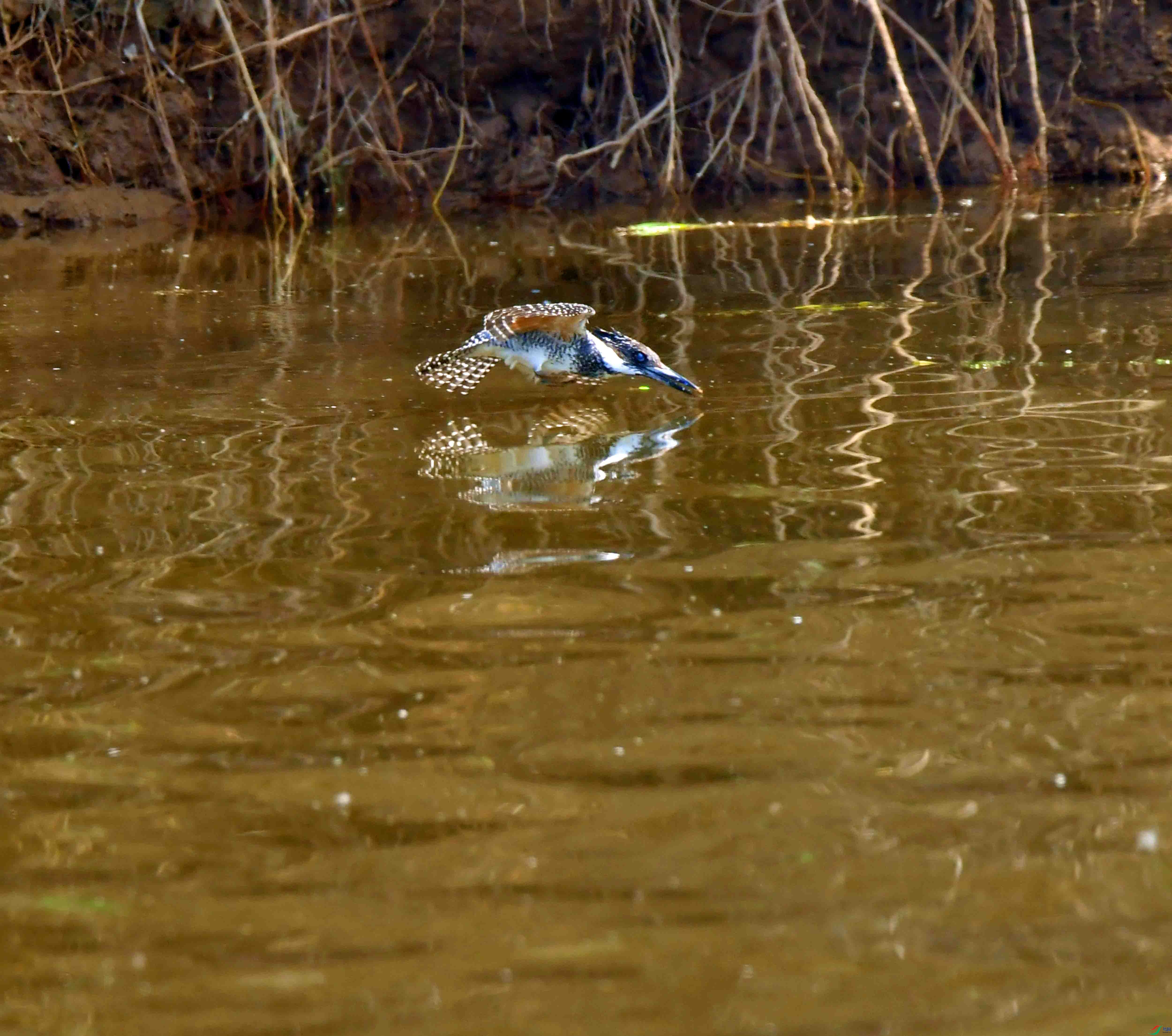 DSC_3629.JPG