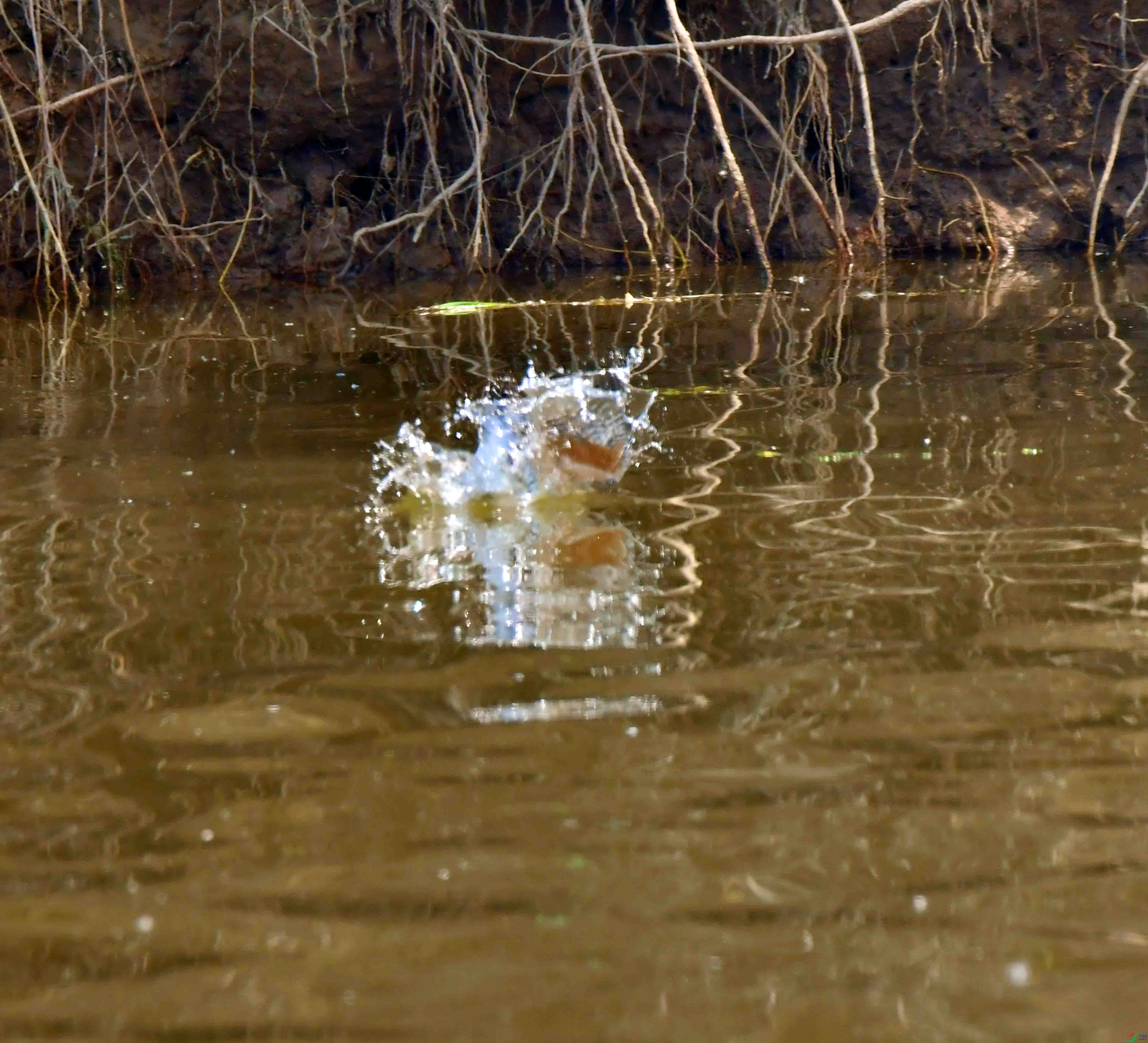 DSC_3630.JPG