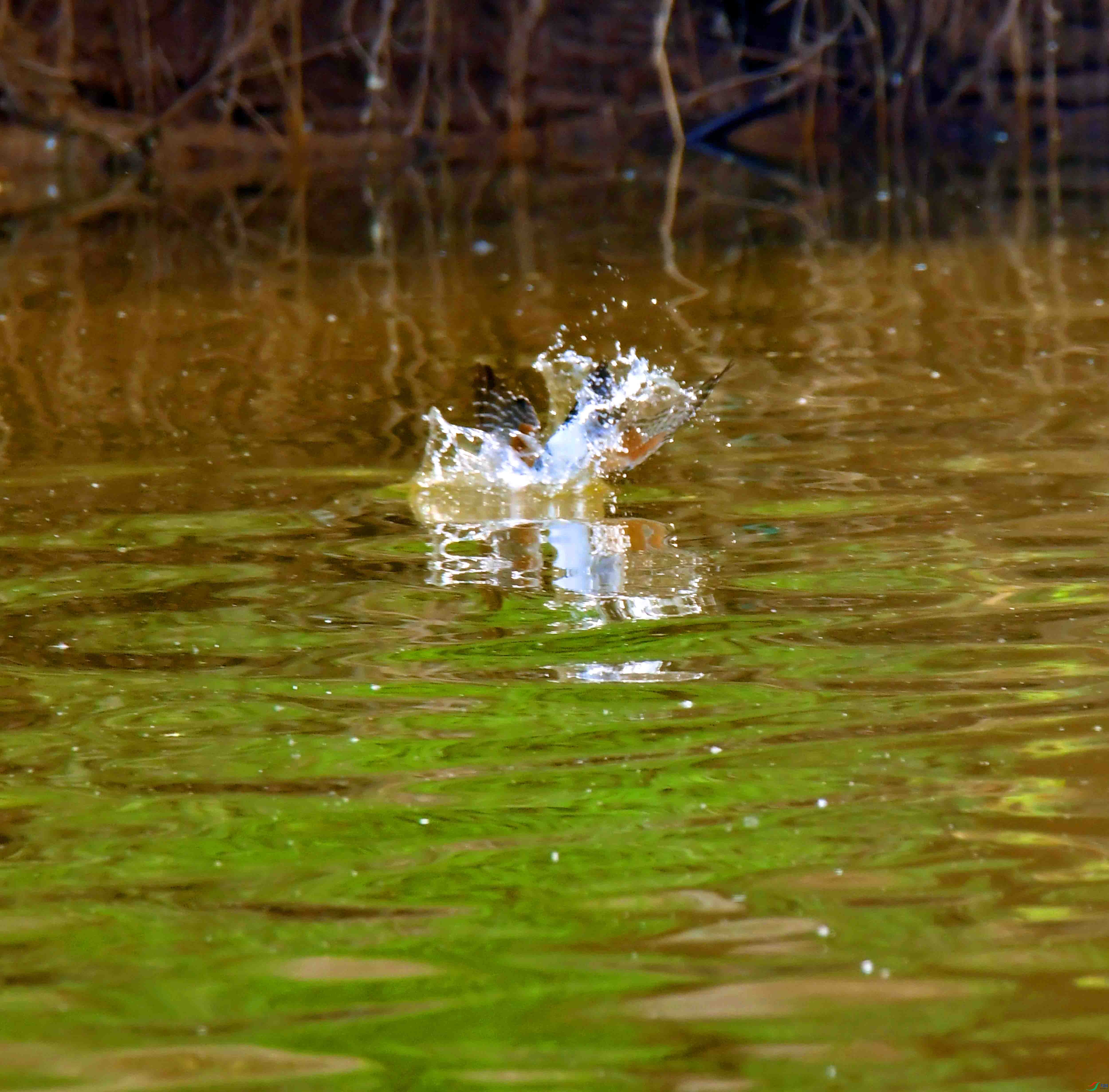 DSC_3635.JPG