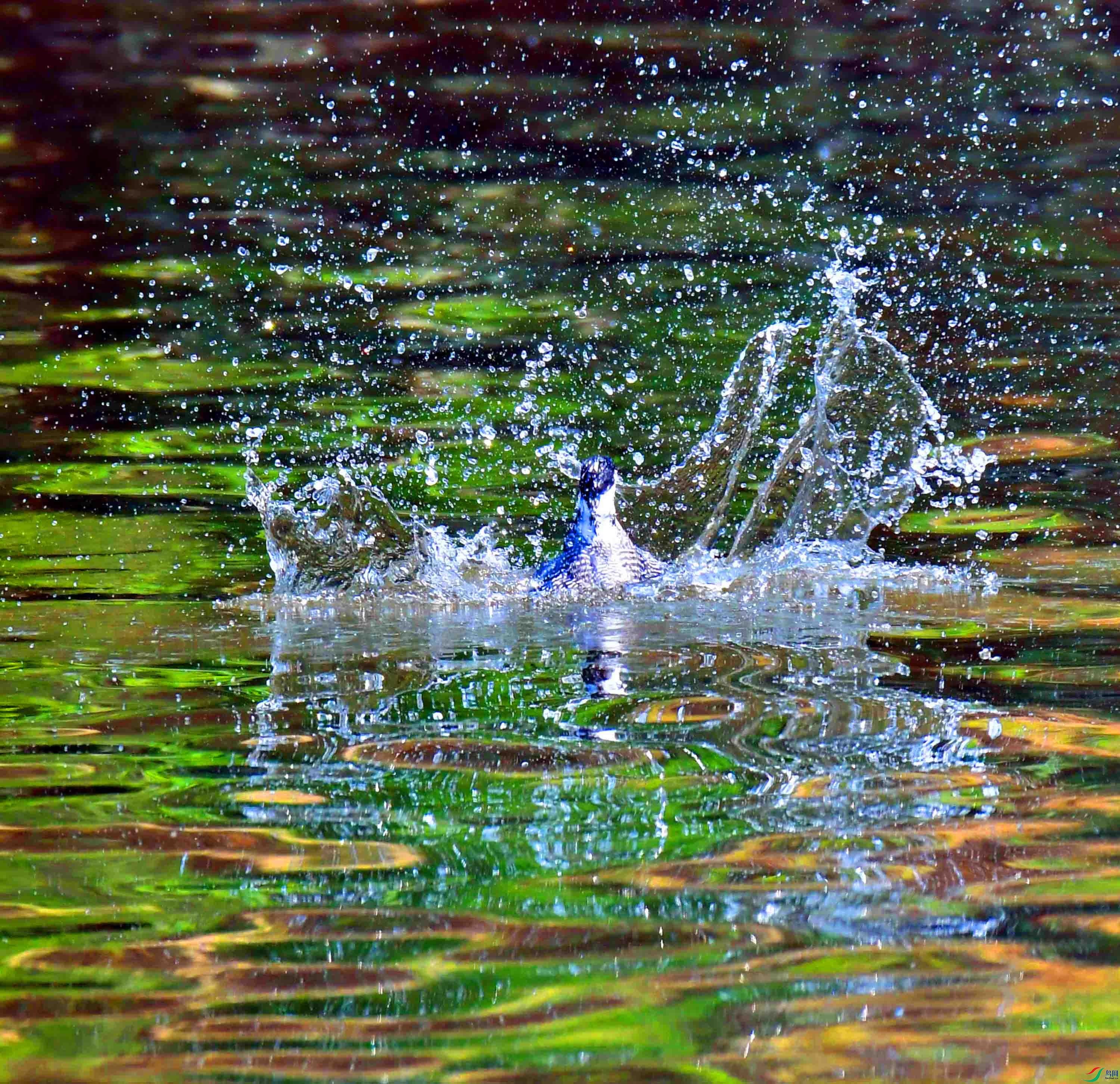 DSC_3649.JPG