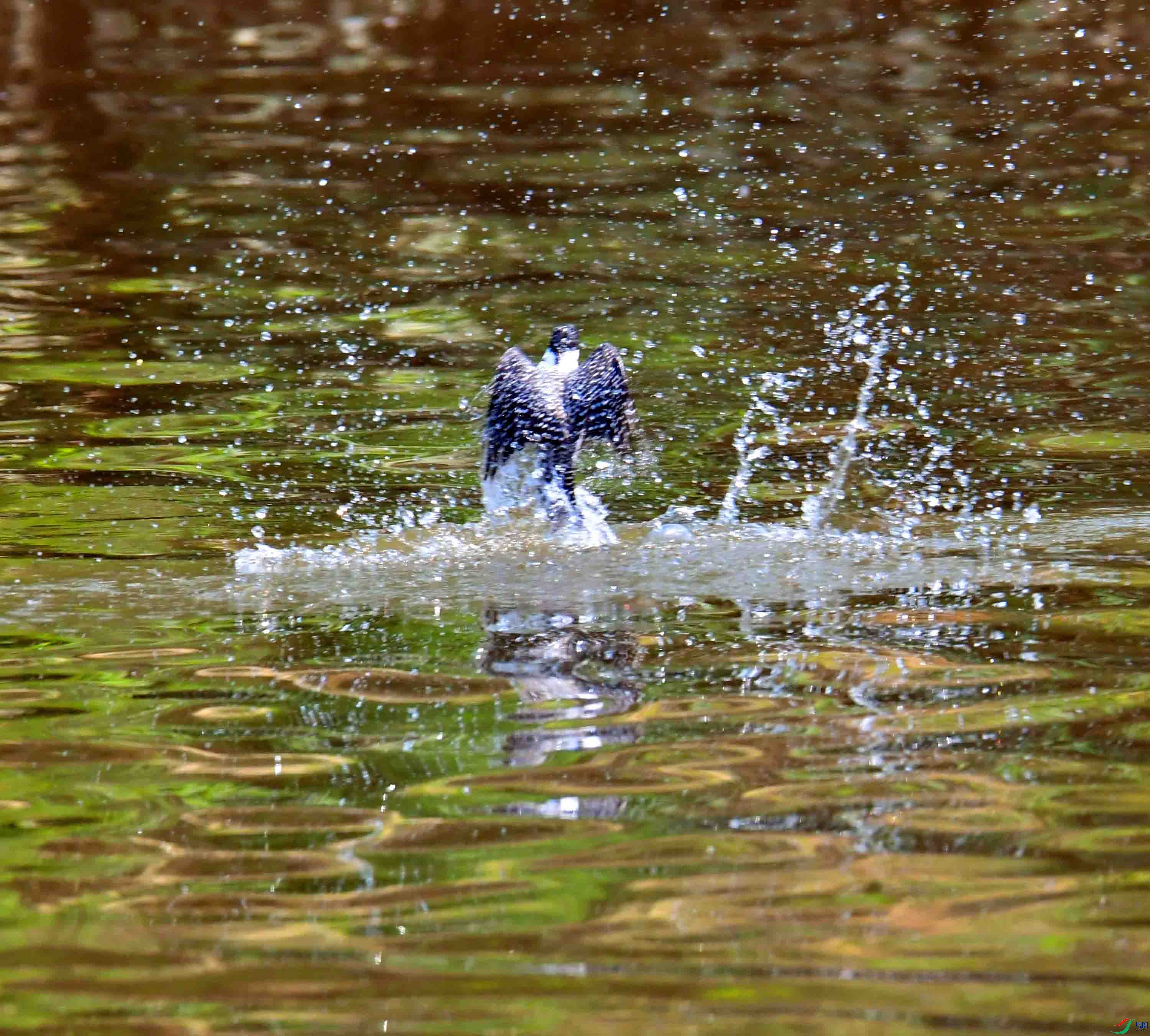 DSC_3650.JPG