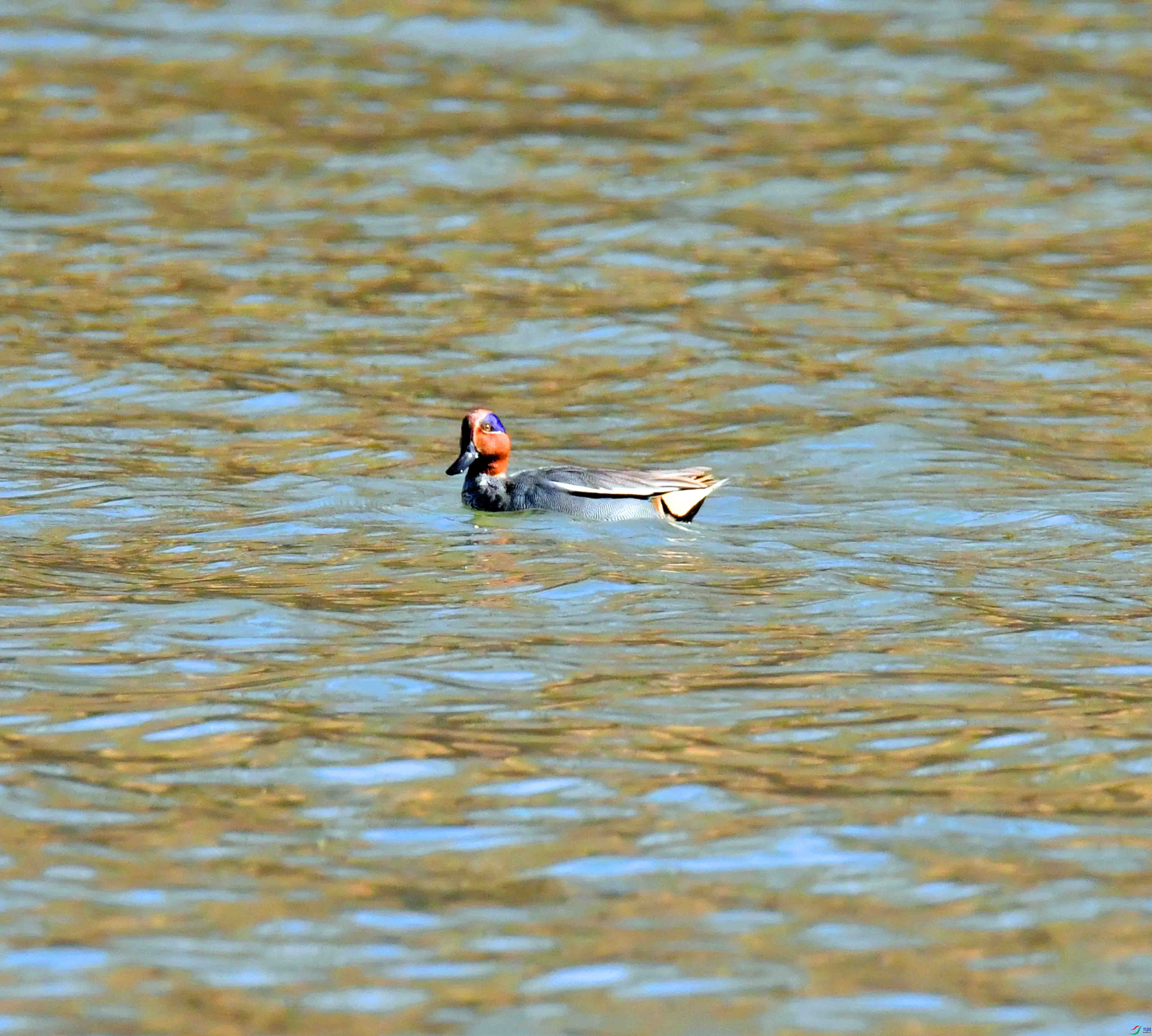 DSC_0175.JPG