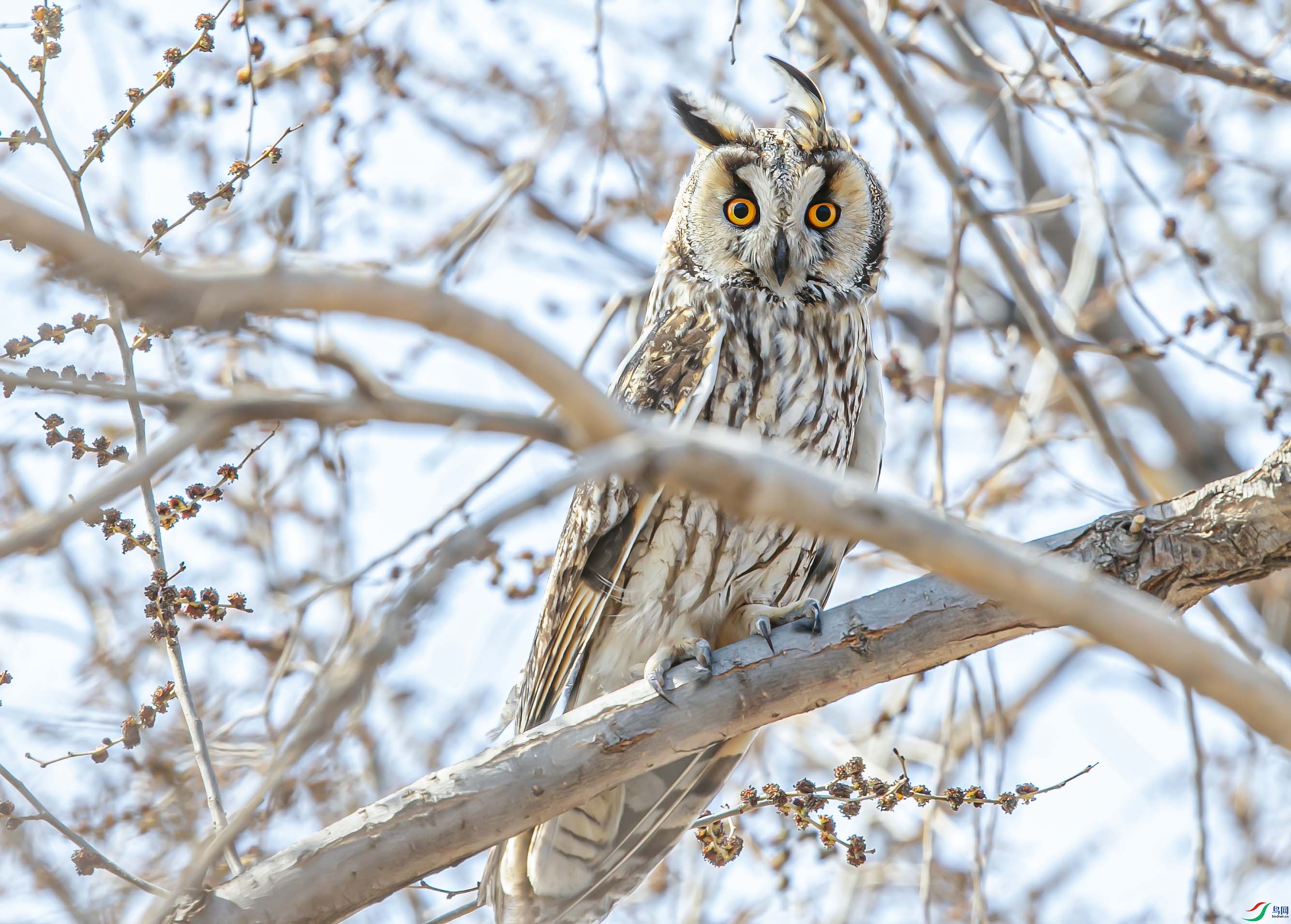 _I6W2131 ���������^.jpg